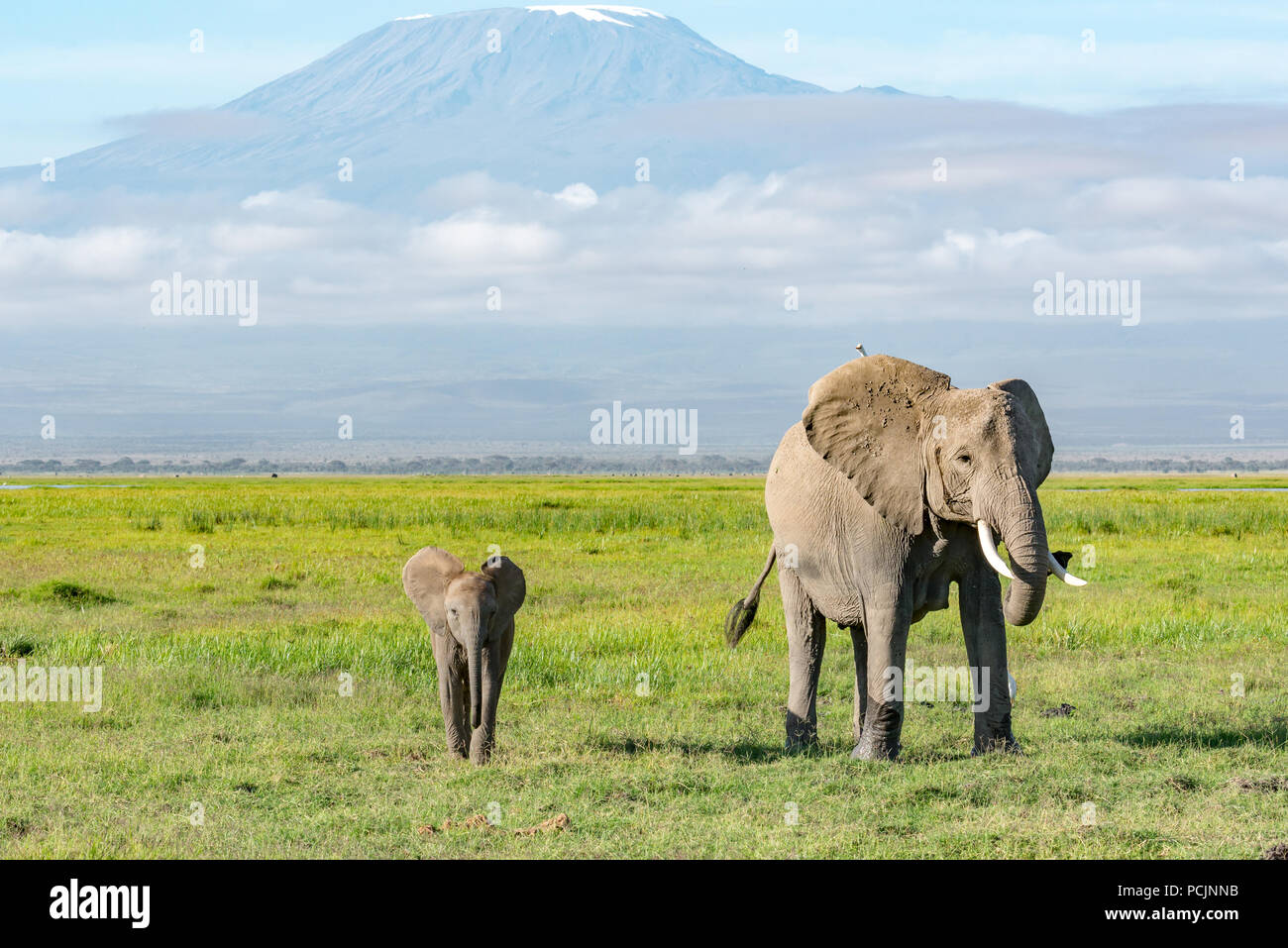 Madre Elefante e il suo bambino con il Monte Kilimanjaro in background Foto Stock