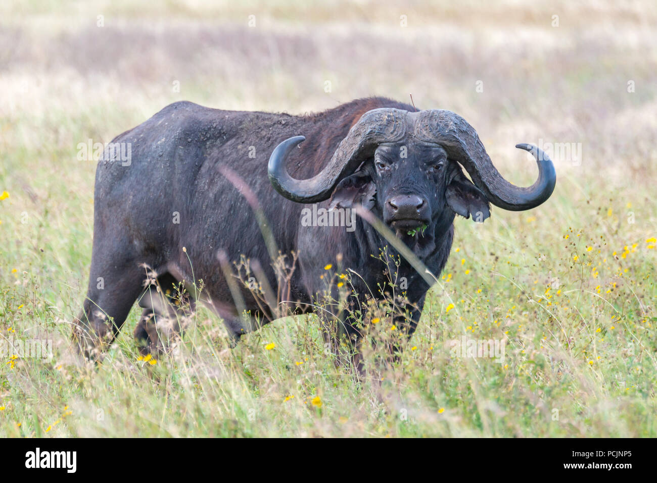 Bufali in piedi in erba alta in Tanzania Foto Stock