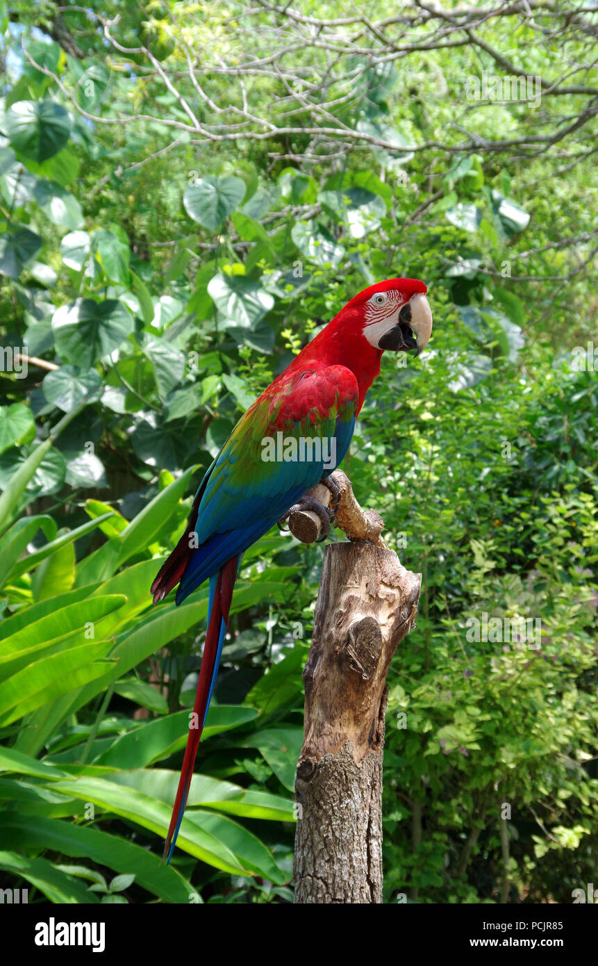 Green-Winged Macaw. 'Pappagallo di parlare" programma presso la South Texas Giardini Botanici e Centro Natura nel Corpus Christi, Texas USA. Foto Stock