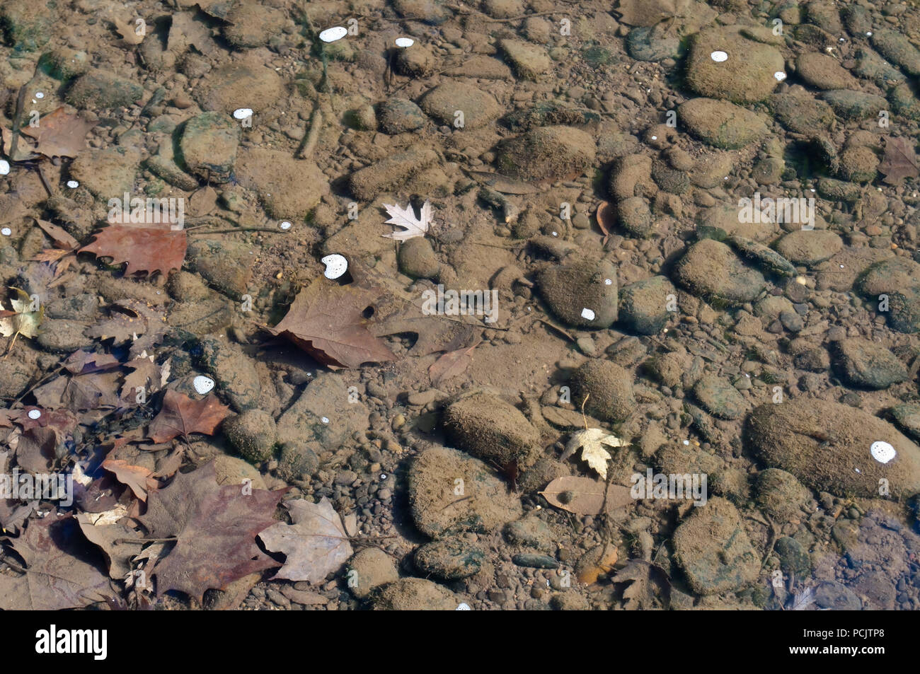 L alveo poco profonde rocce mostrato sotto le chiare acque del fiume Allegheny nella Contea di Warren, Pennsylvania, STATI UNITI D'AMERICA Foto Stock