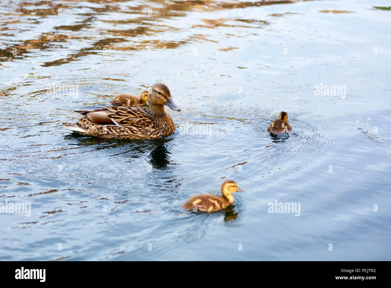 Madre Mallard duck Nuoto Il laghetto con i suoi anatroccoli Foto Stock