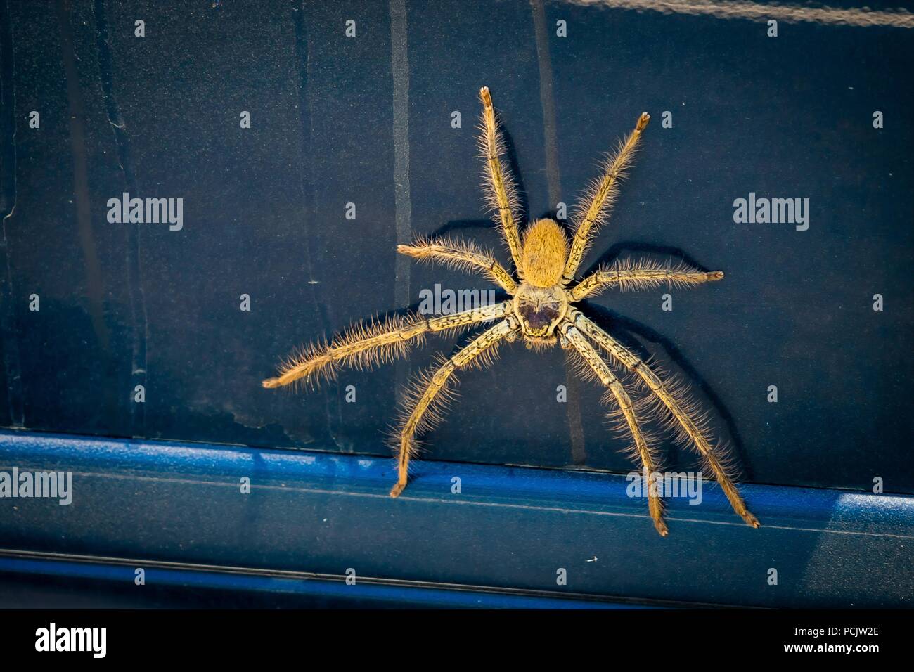 Huntsman spider Sparassidae su un auto in Australia Foto Stock