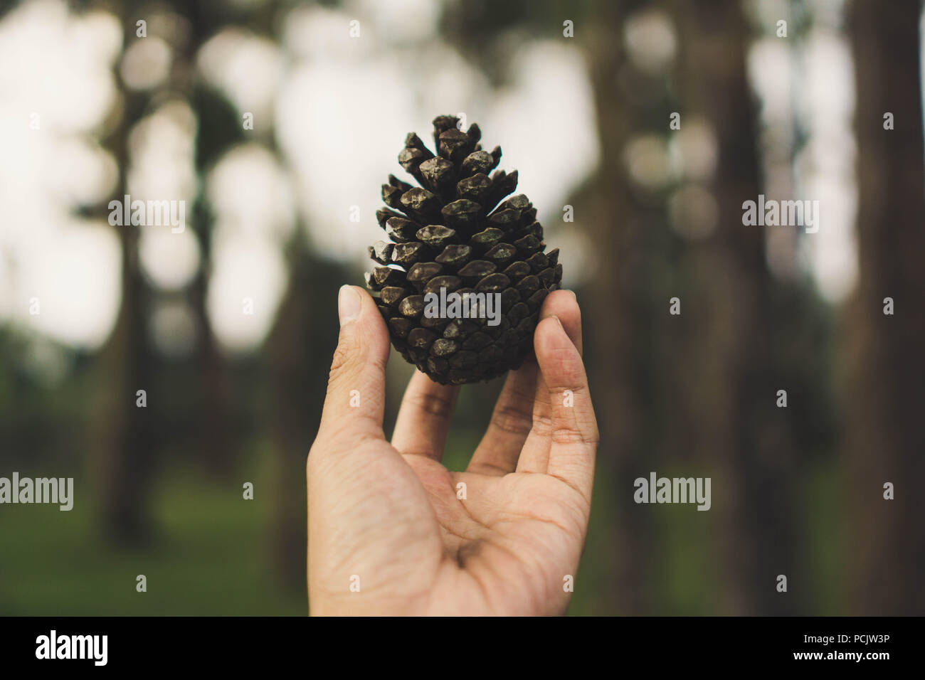 Il pino di sementi Foto Stock