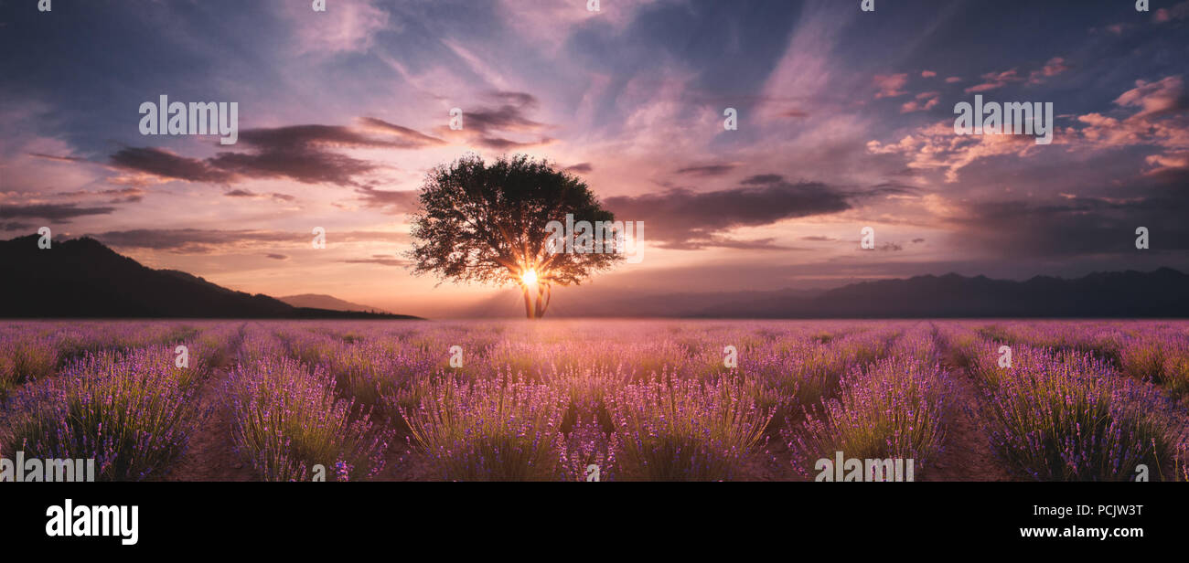 Campo di lavanda al tramonto Foto Stock