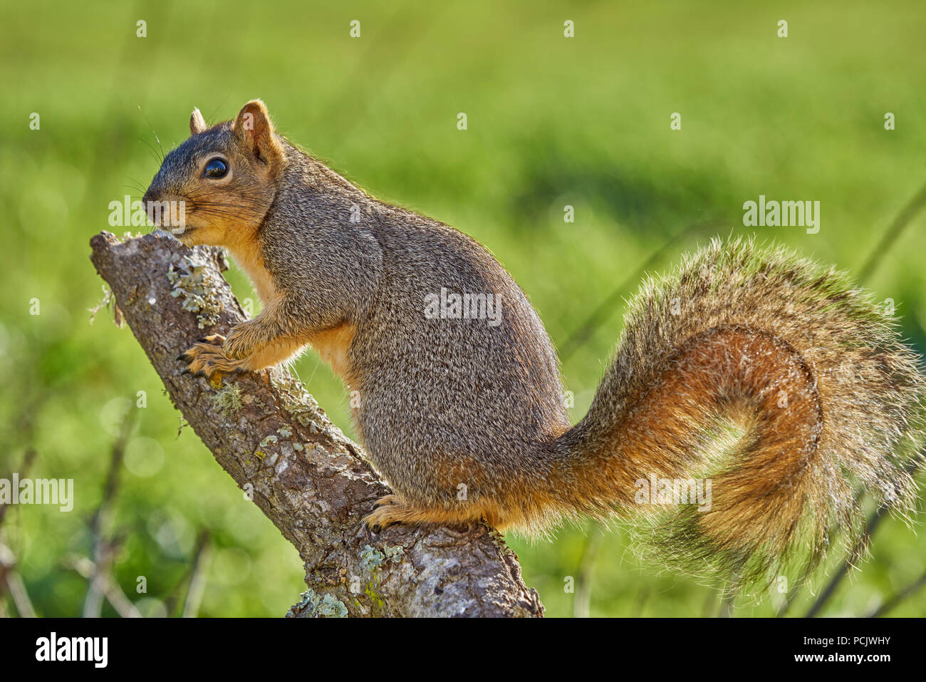 Fox orientale scoiattolo (Sciurus niger), Sacramento County in California Foto Stock