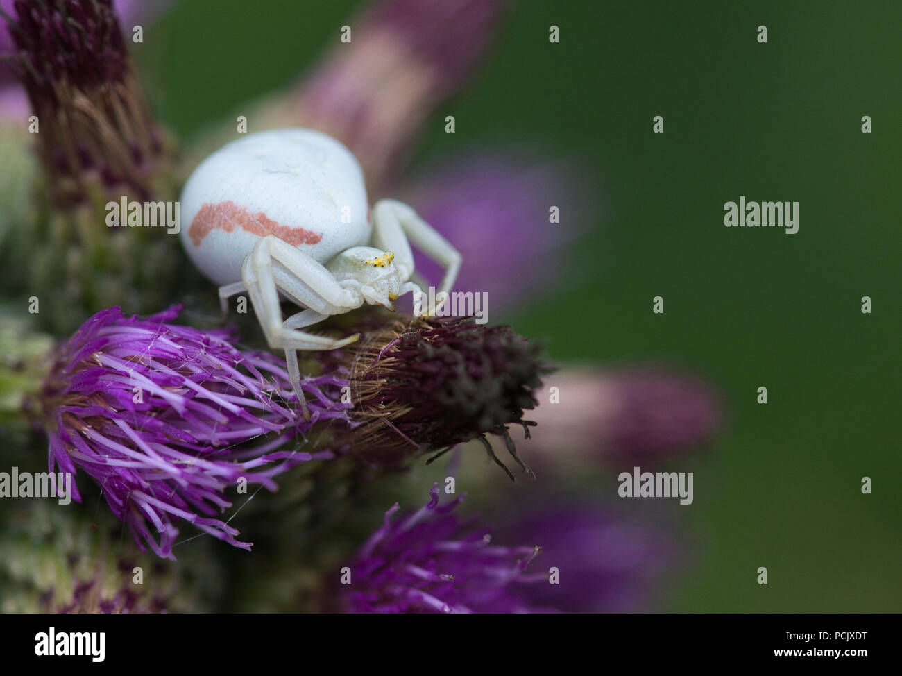 Il ragno granchio (Misumena vatia), femmina adulta su thistle Foto Stock