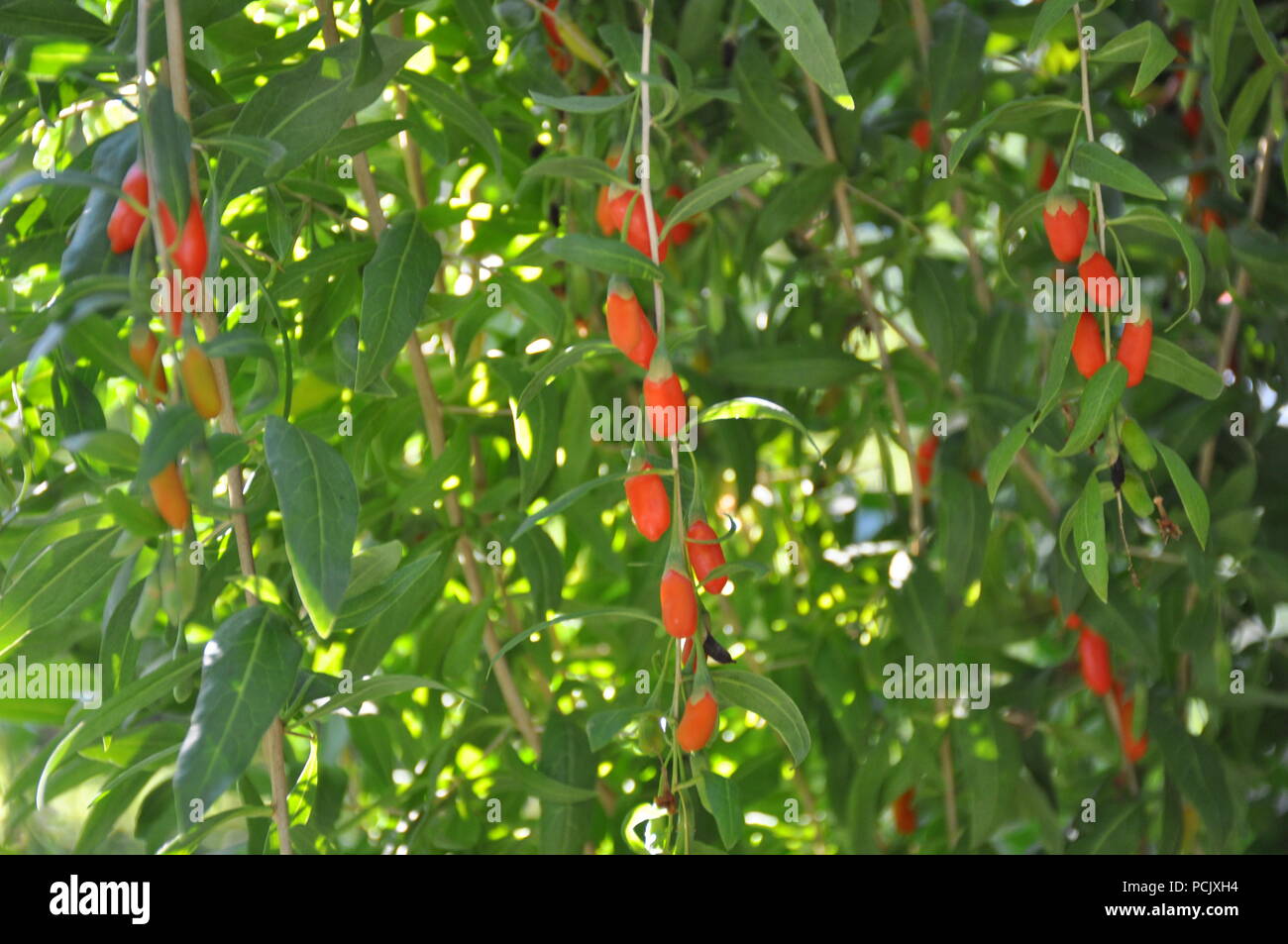 Goji berry impianto Foto Stock