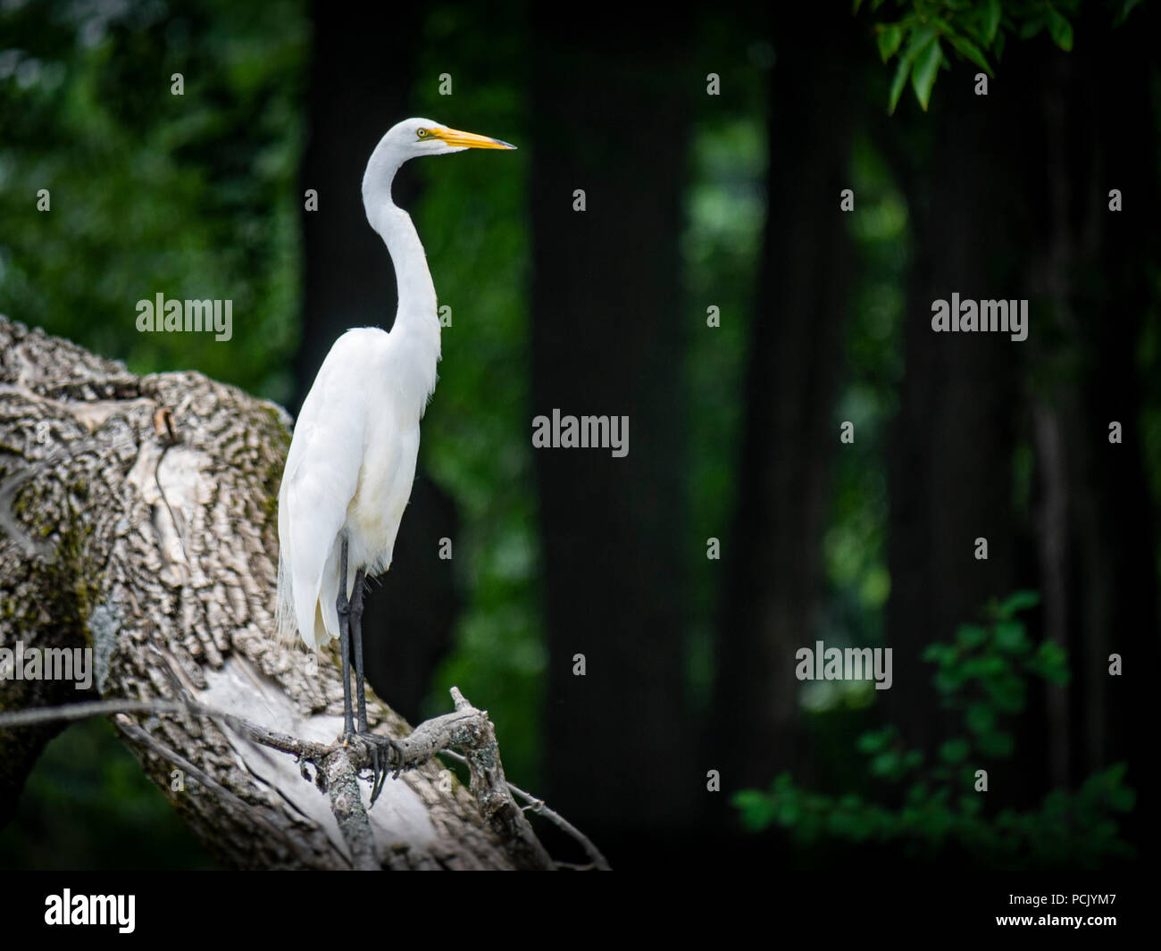 Airone bianco su una struttura ad albero Foto Stock