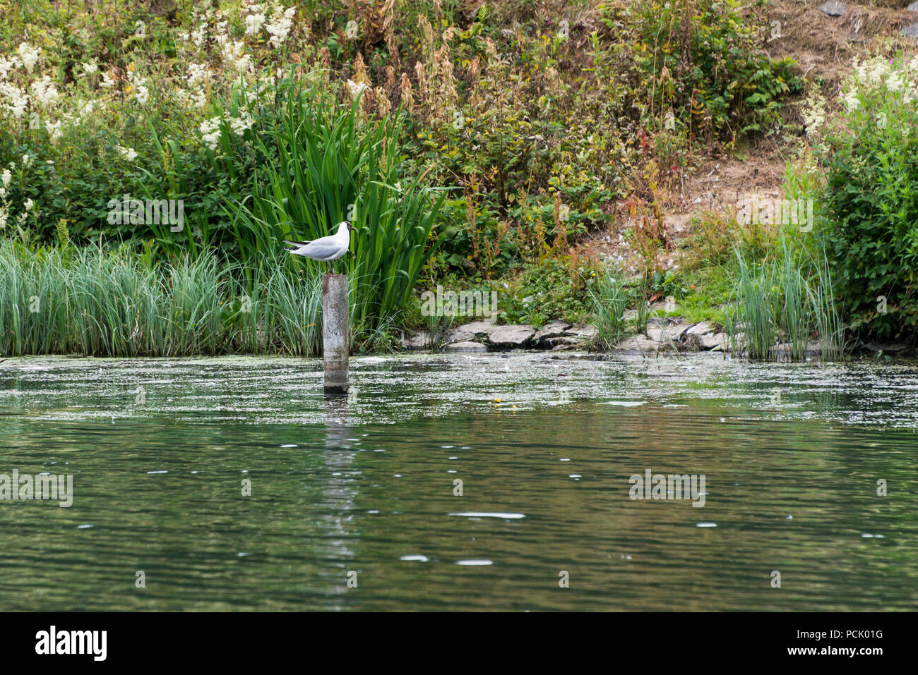 Una a testa nera (gabbiano Chroicocephalus ridibundus) in estate per adulti piumaggio appollaiate su un post nel serbatoio Eliburn Foto Stock