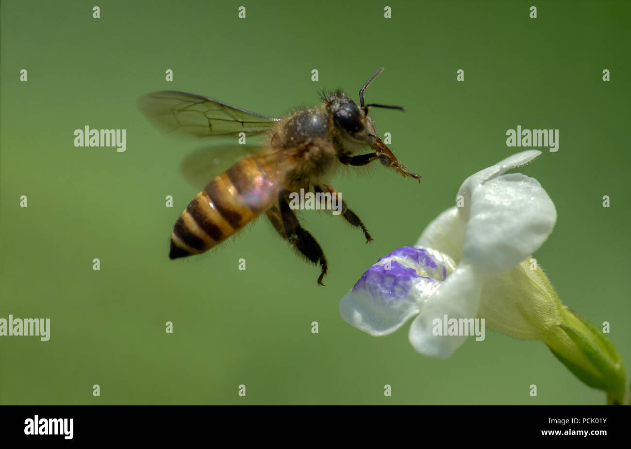 Close up Bee, Honeybee, vespe, Hoverfly Foto Stock