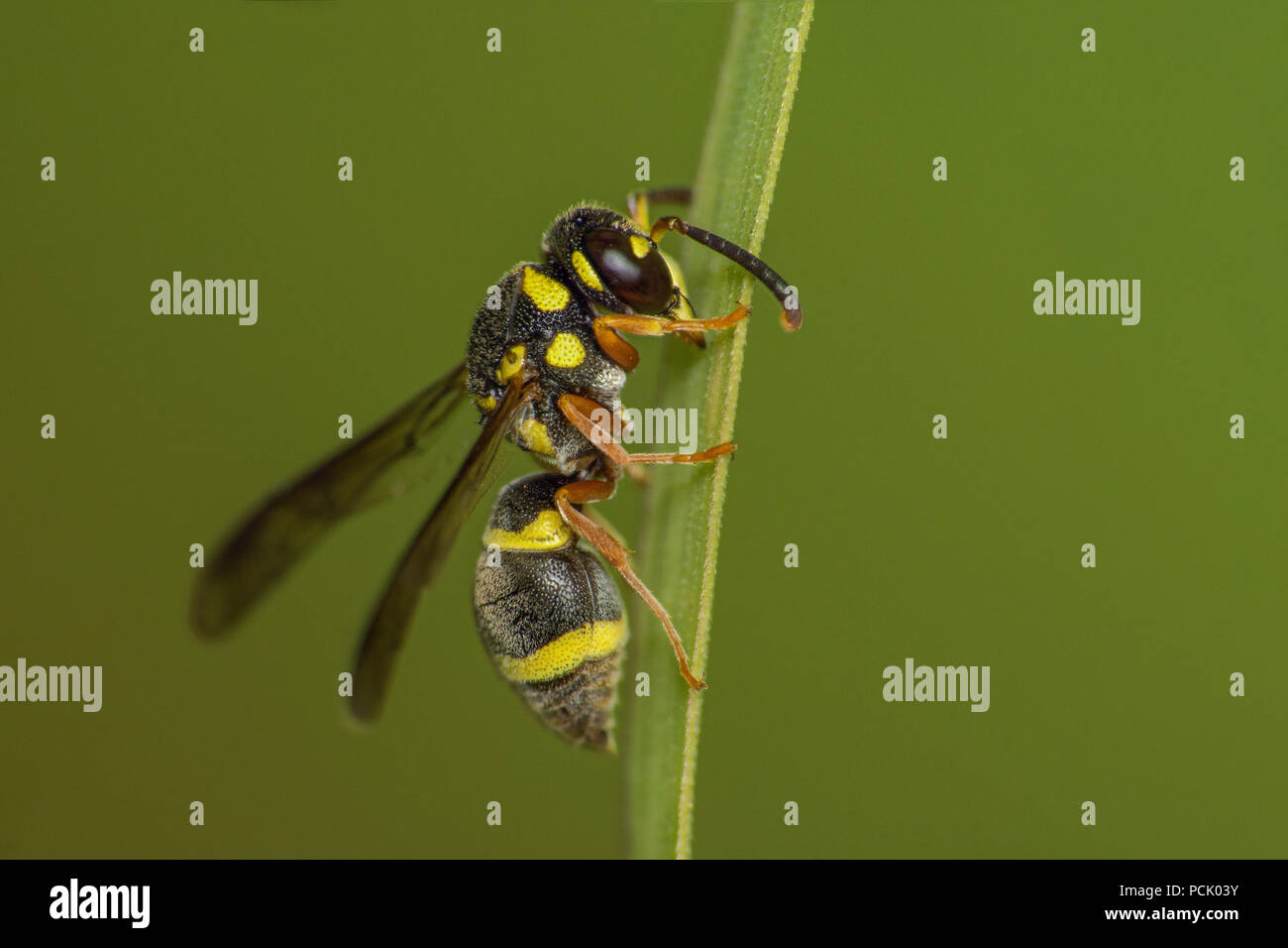 Close up Bee, Honeybee, vespe, Hoverfly Foto Stock