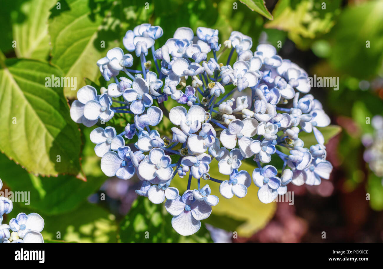 Bella blu ortensie in un giardino nei Paesi Bassi Foto Stock