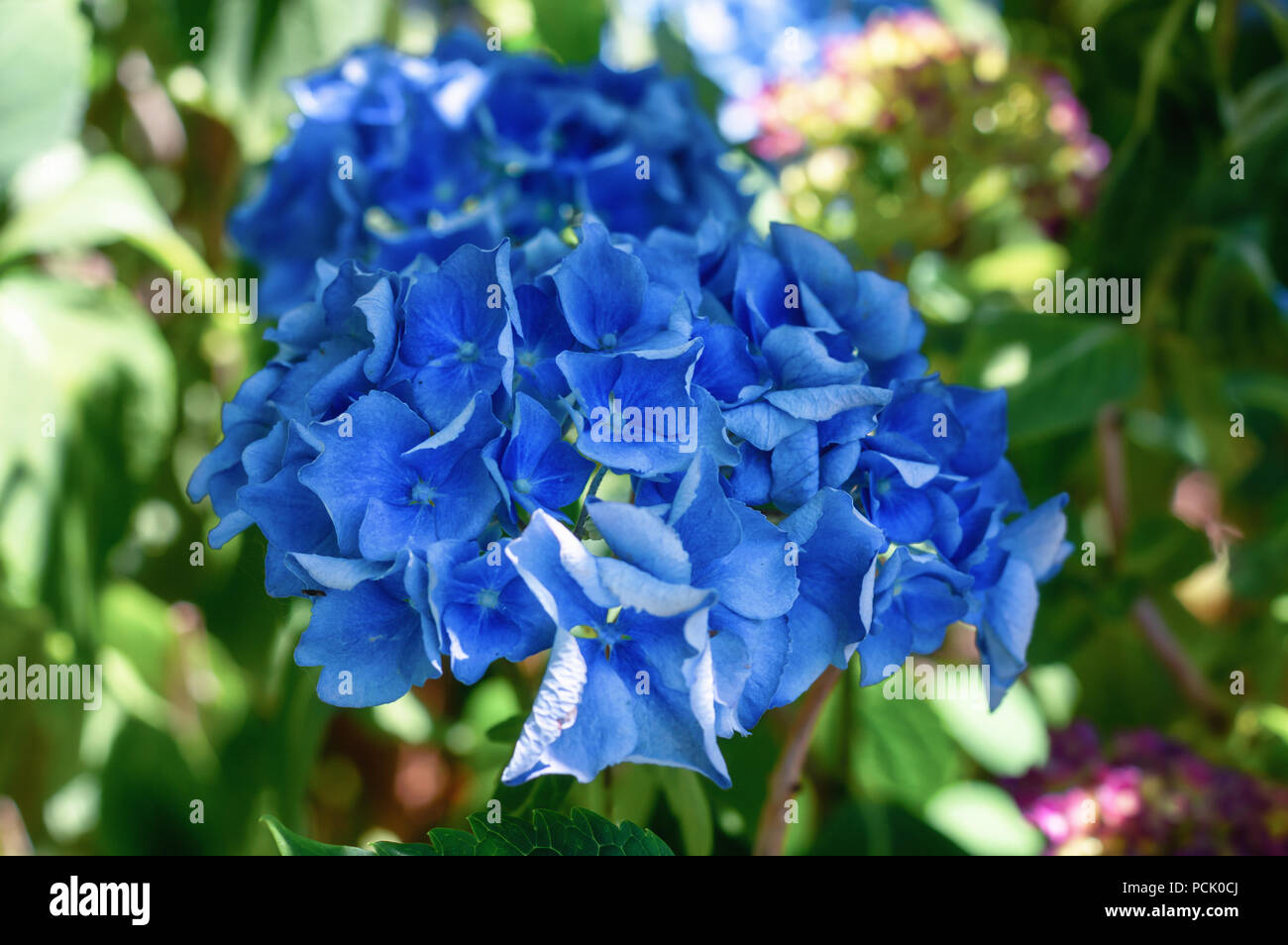 Bella blu ortensie in un giardino nei Paesi Bassi Foto Stock