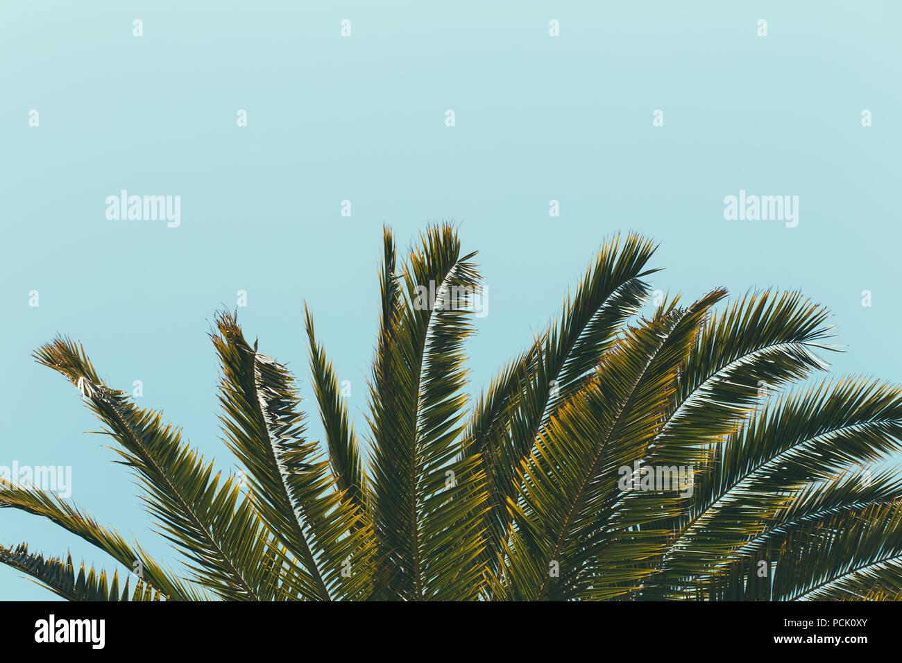 Fronde di Palme, con luce blu sullo sfondo del cielo Foto Stock