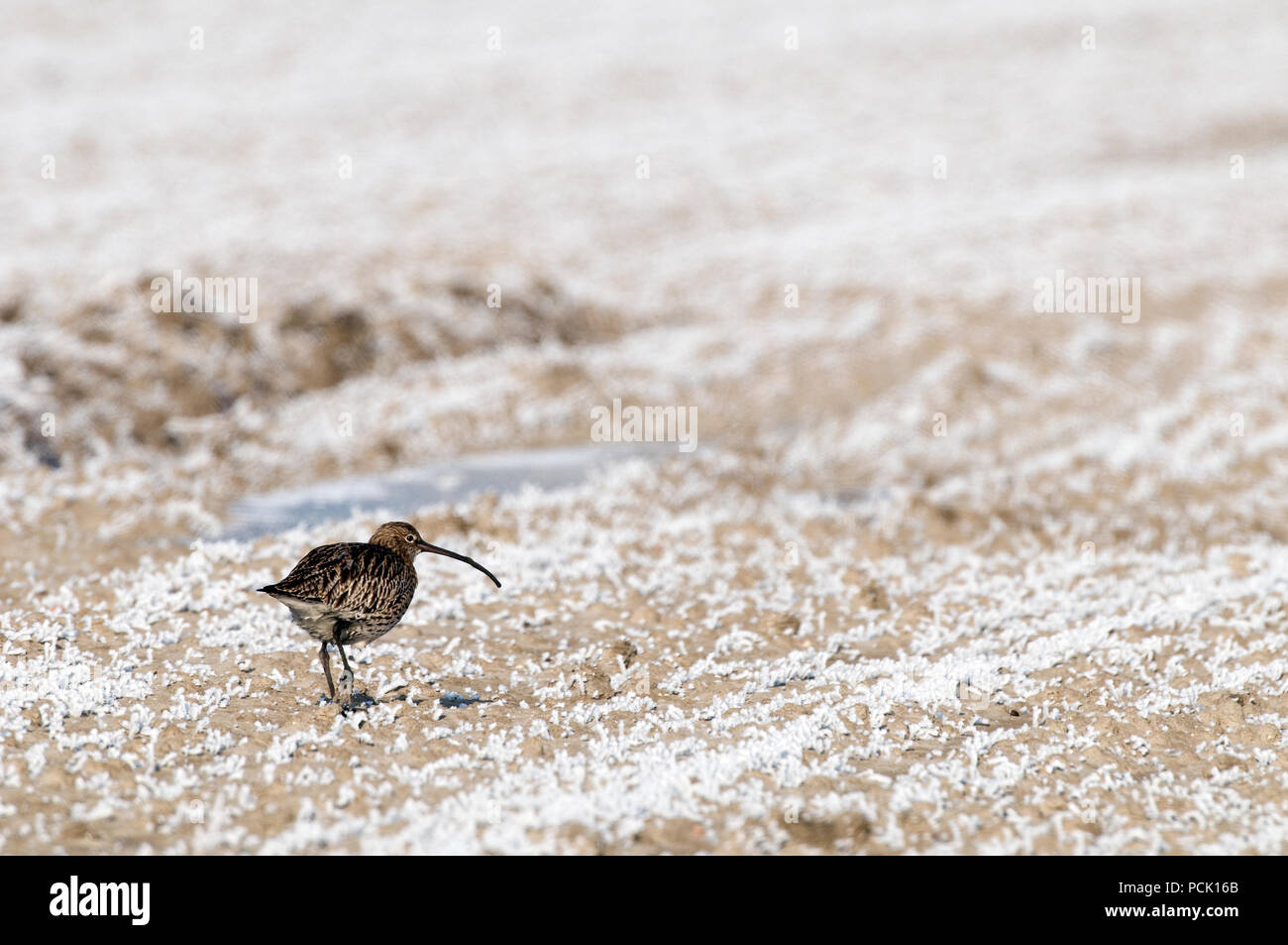 Courlis cendre - Curlew - Numenius arquata Foto Stock