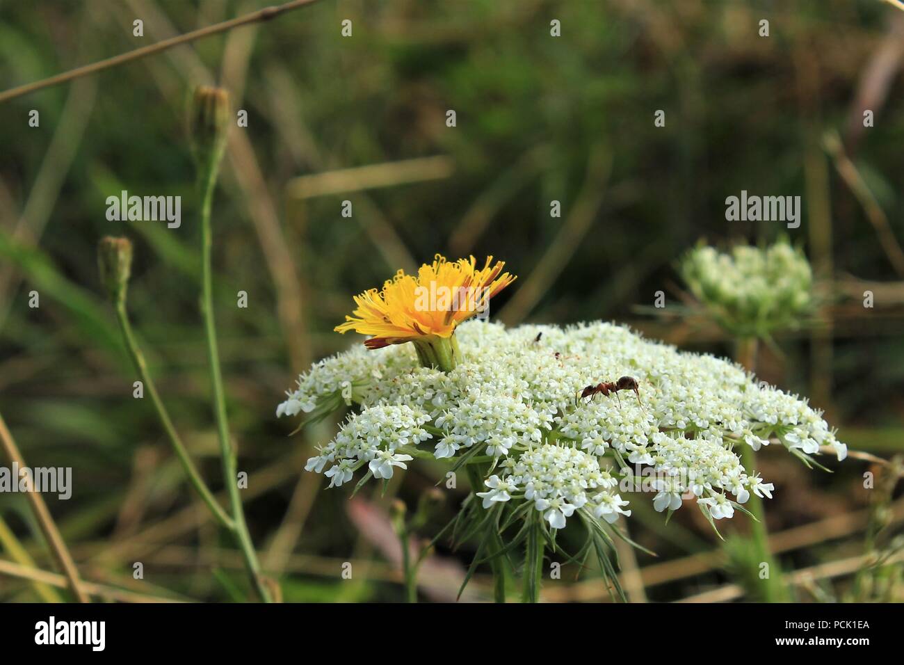 Ant su un piccolo fiore Foto Stock