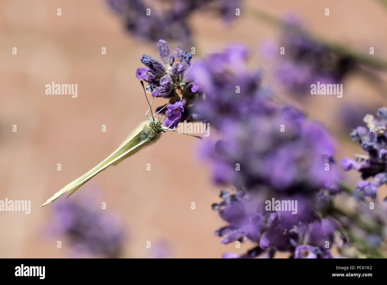 Piccolo cavolo bianco (Sarcococca rapae) sulla lavanda Foto Stock