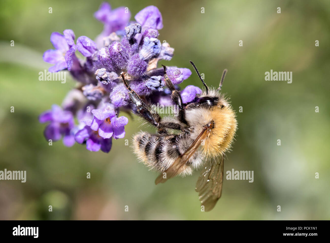 Carda comune bee (Bombus pascuorum) sulla lavanda Foto Stock