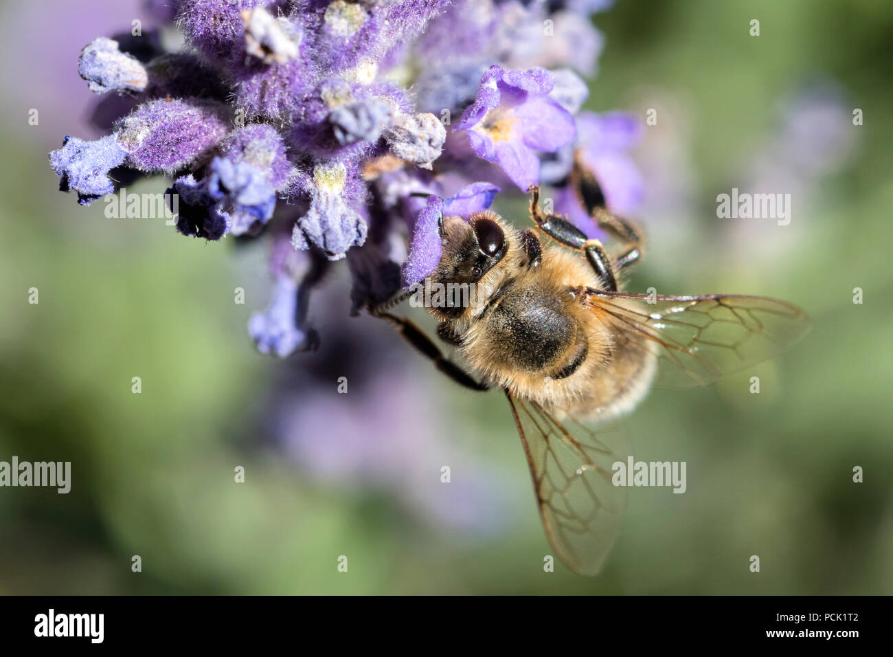 Western miele delle api (Apis mellifera) sulla lavanda Foto Stock