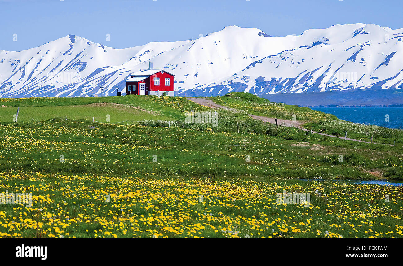 Fiori e un Fisherman's cottage su un fiordo, Dalvik, Islanda Foto Stock