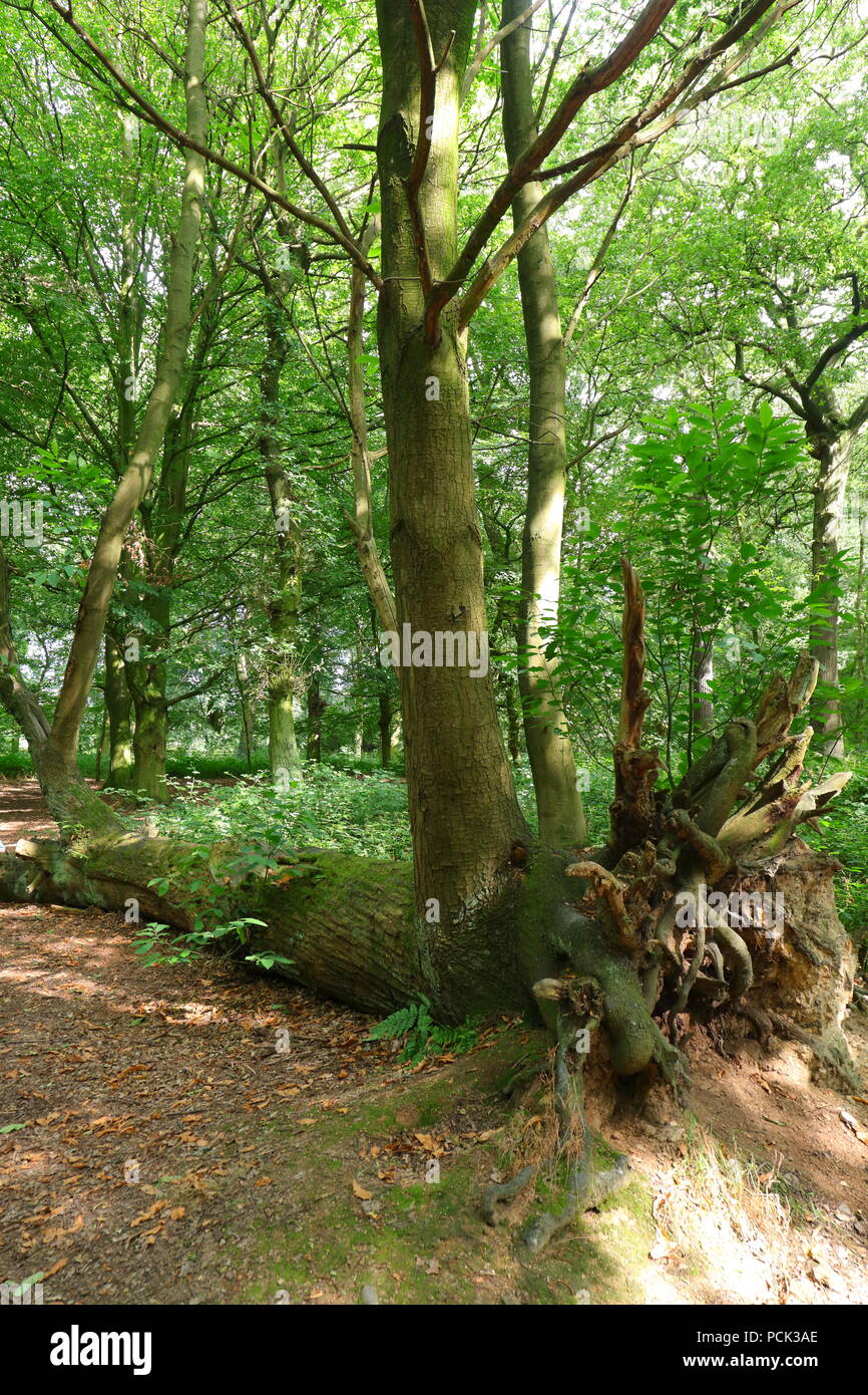 La vita dopo la morte :- un albero che è cresciuto attraverso un albero caduto in un bosco a Leeds, West Yorkshire Foto Stock