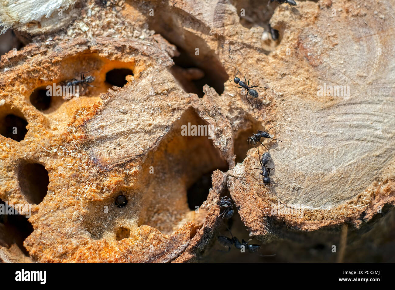 Formiche nel tronco di albero Foto stock - Alamy