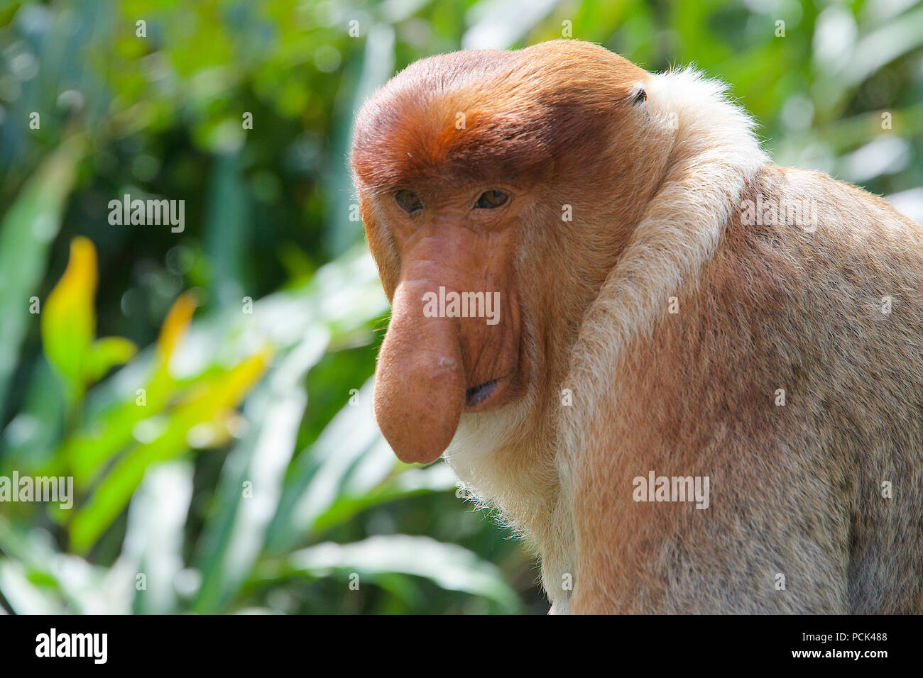 Close-up verticale maschio scimmia proboscide Sabah Borneo malese federazione Foto Stock