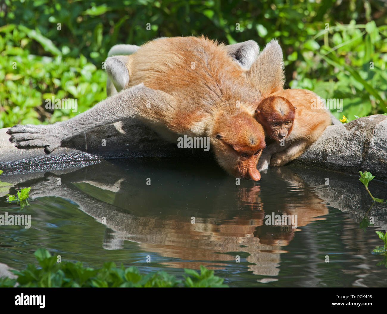 Donna e bambino scimmie proboscide di bere dal pool Labuk Bay Sabah Borneo malese federazione Foto Stock