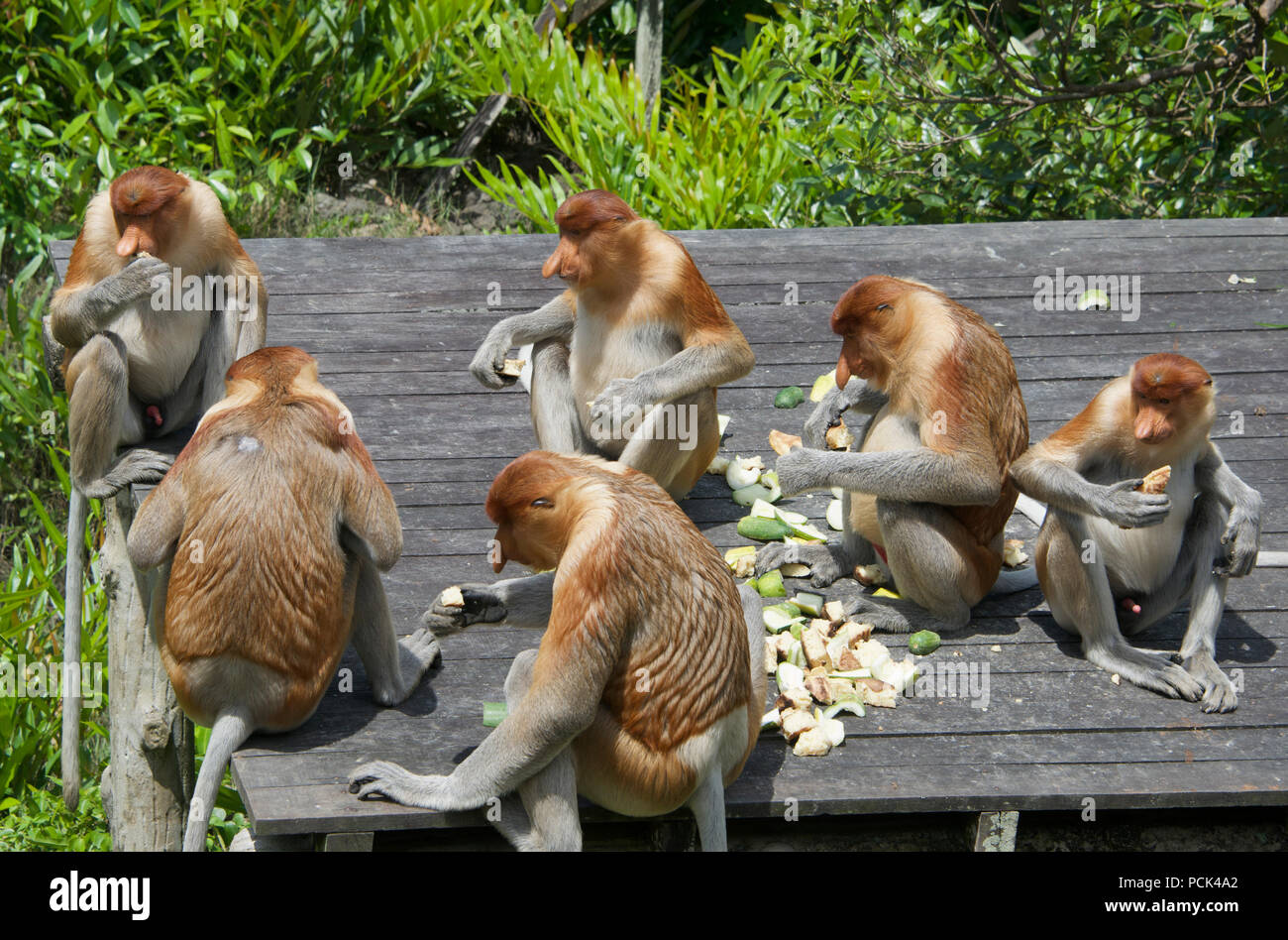 Gruppo proboscide scimmie sulla piattaforma di alimentazione Labuk Bay Sabah Borneo malese federazione Foto Stock