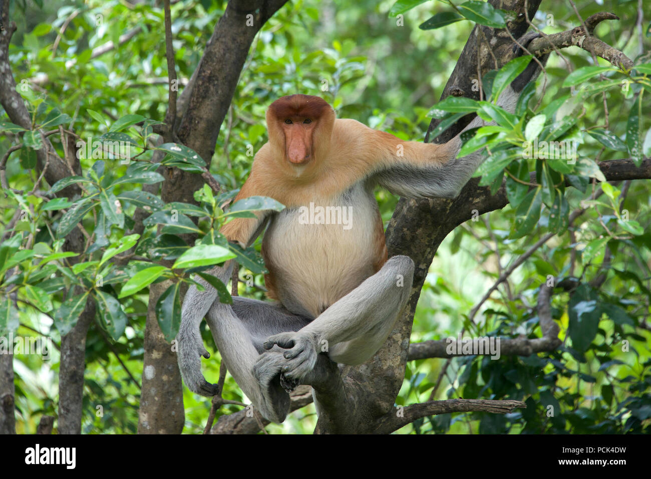 Grande vaso panciuto proboscide maschio monkey nella struttura ad albero di Sabah Borneo malese federazione Foto Stock