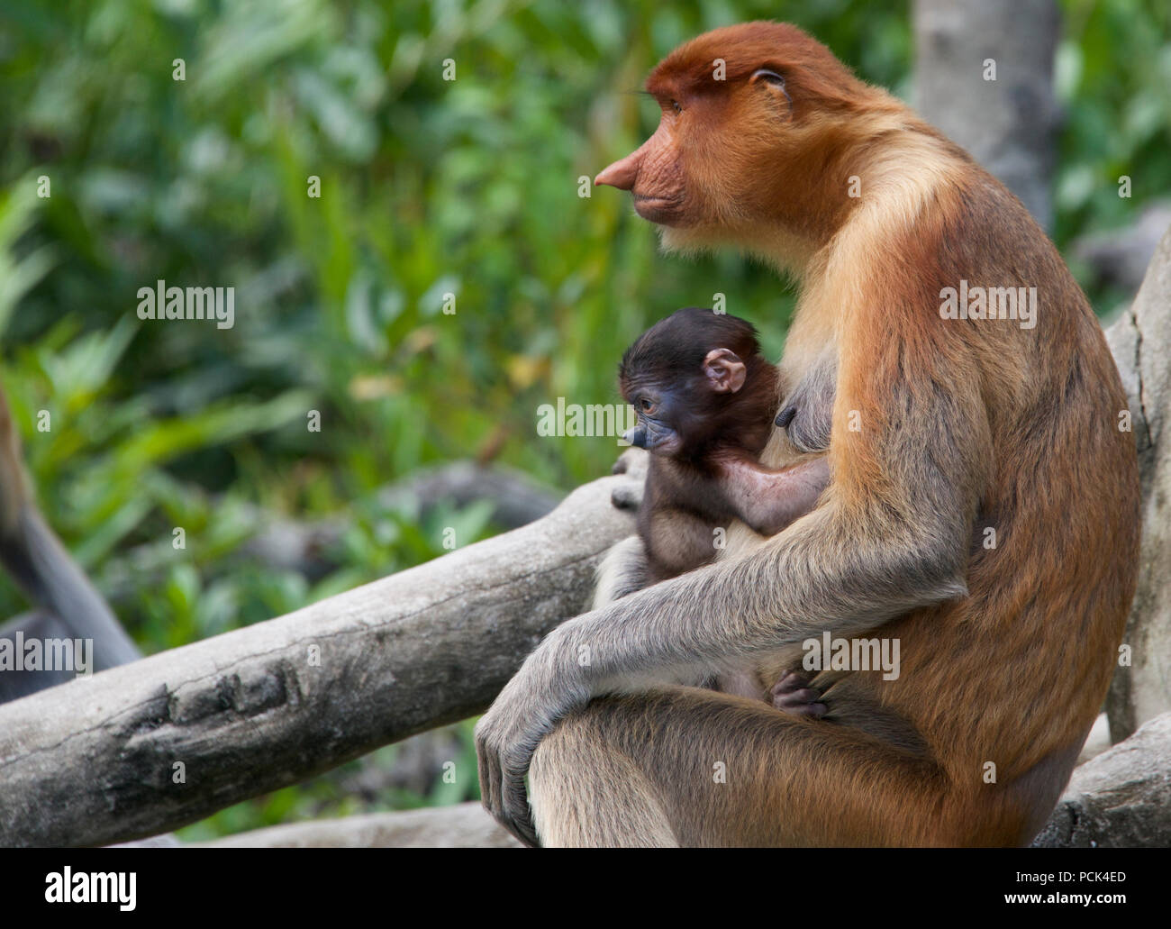 La madre e il bambino proboscide scimmie Labuk Bay Sabah Borneo malese federazione Foto Stock