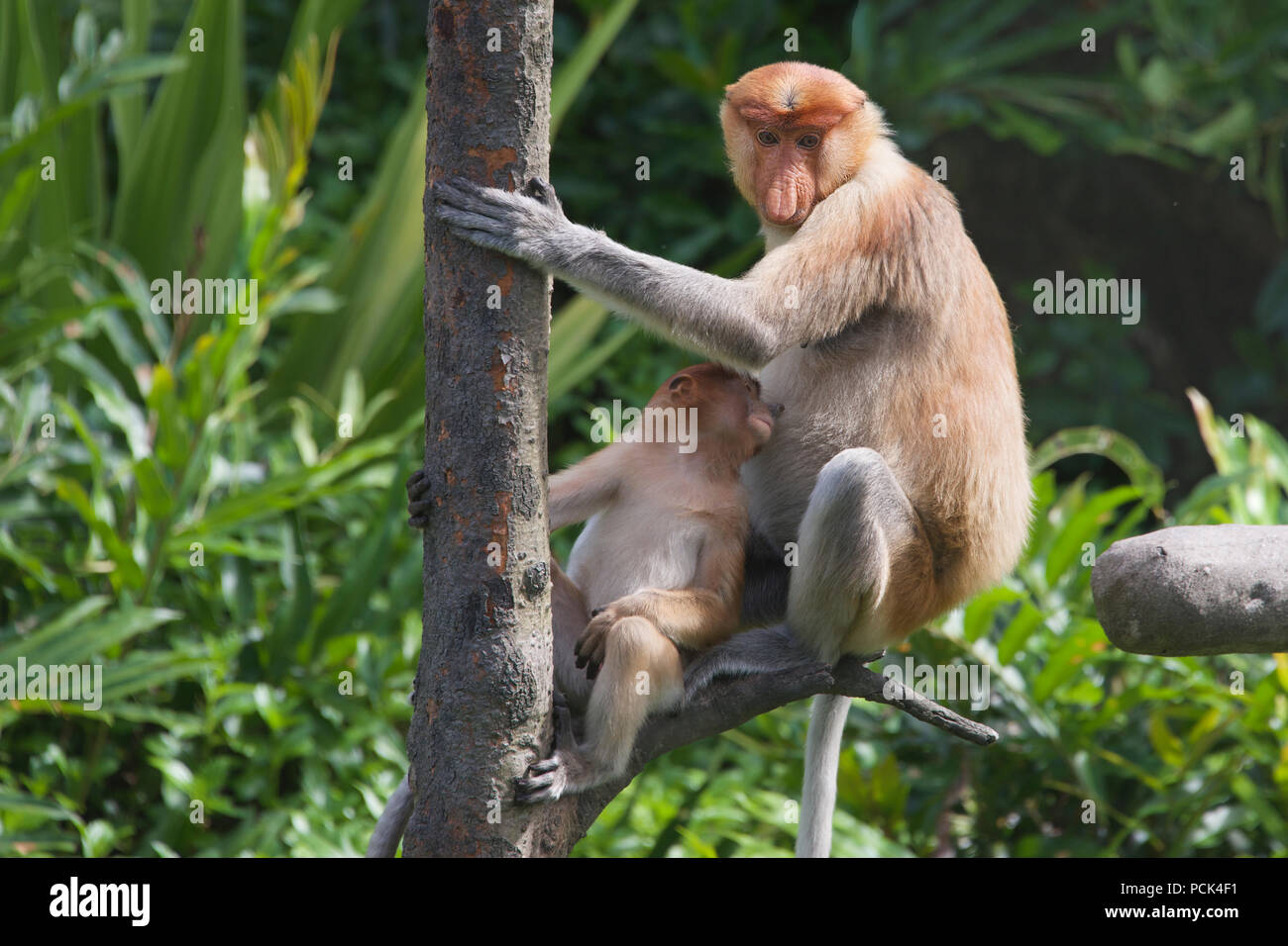 La madre e il giovane proboscide scimmie nella struttura ad albero di Sabah Borneo malese federazione Foto Stock