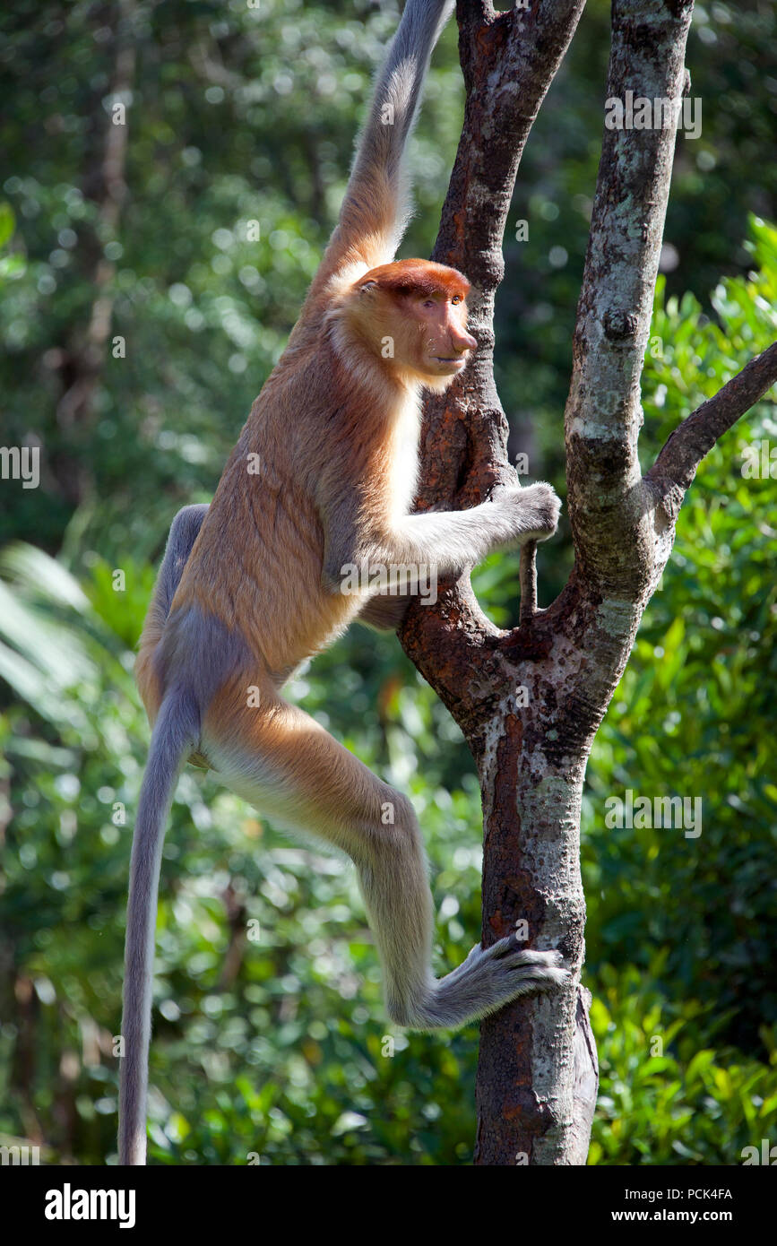 Proboscide femmina naso monkey nella struttura ad albero di Sabah Borneo malese federazione Foto Stock