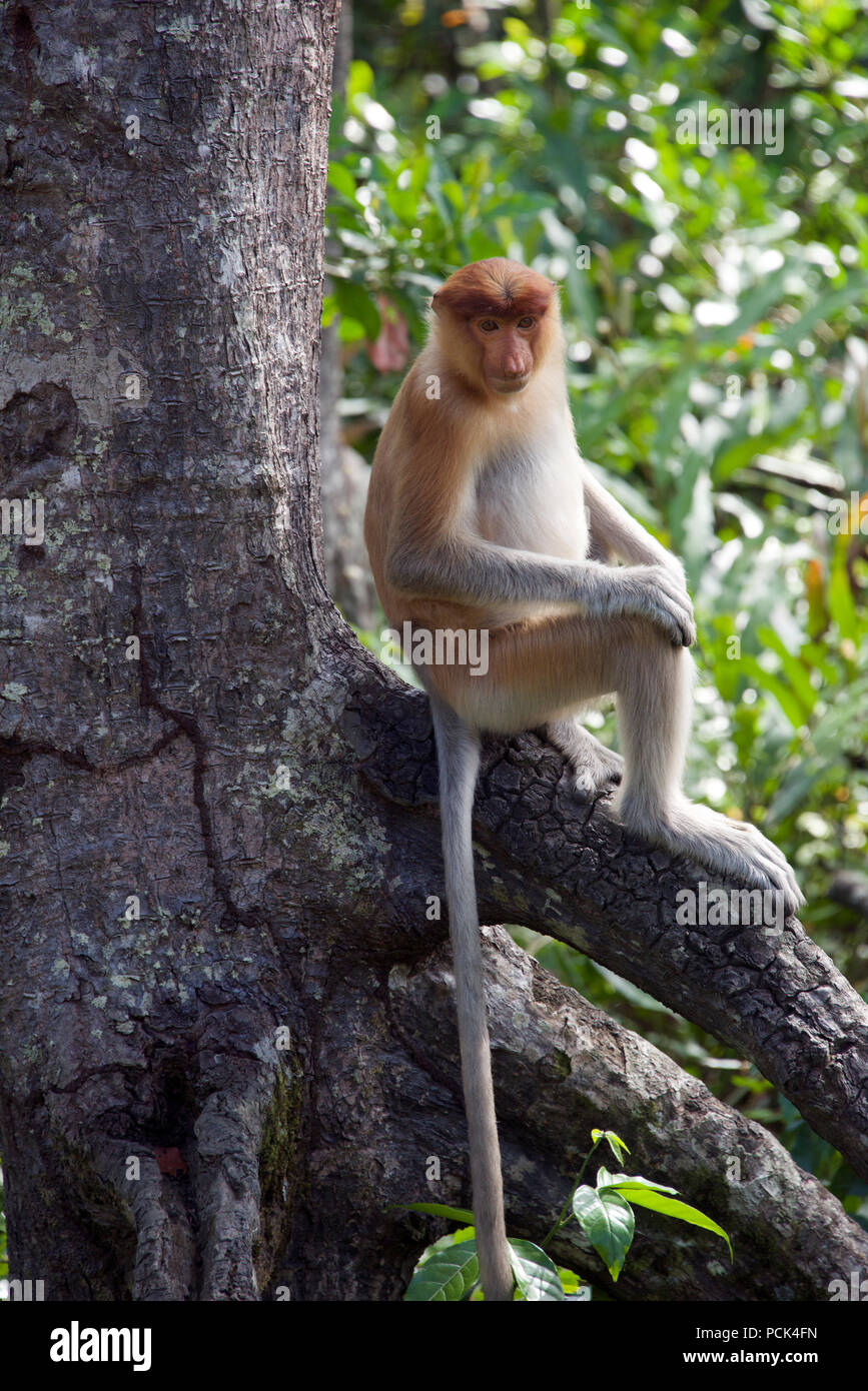Proboscide monkey nella struttura ad albero di Sabah Borneo malese federazione Foto Stock