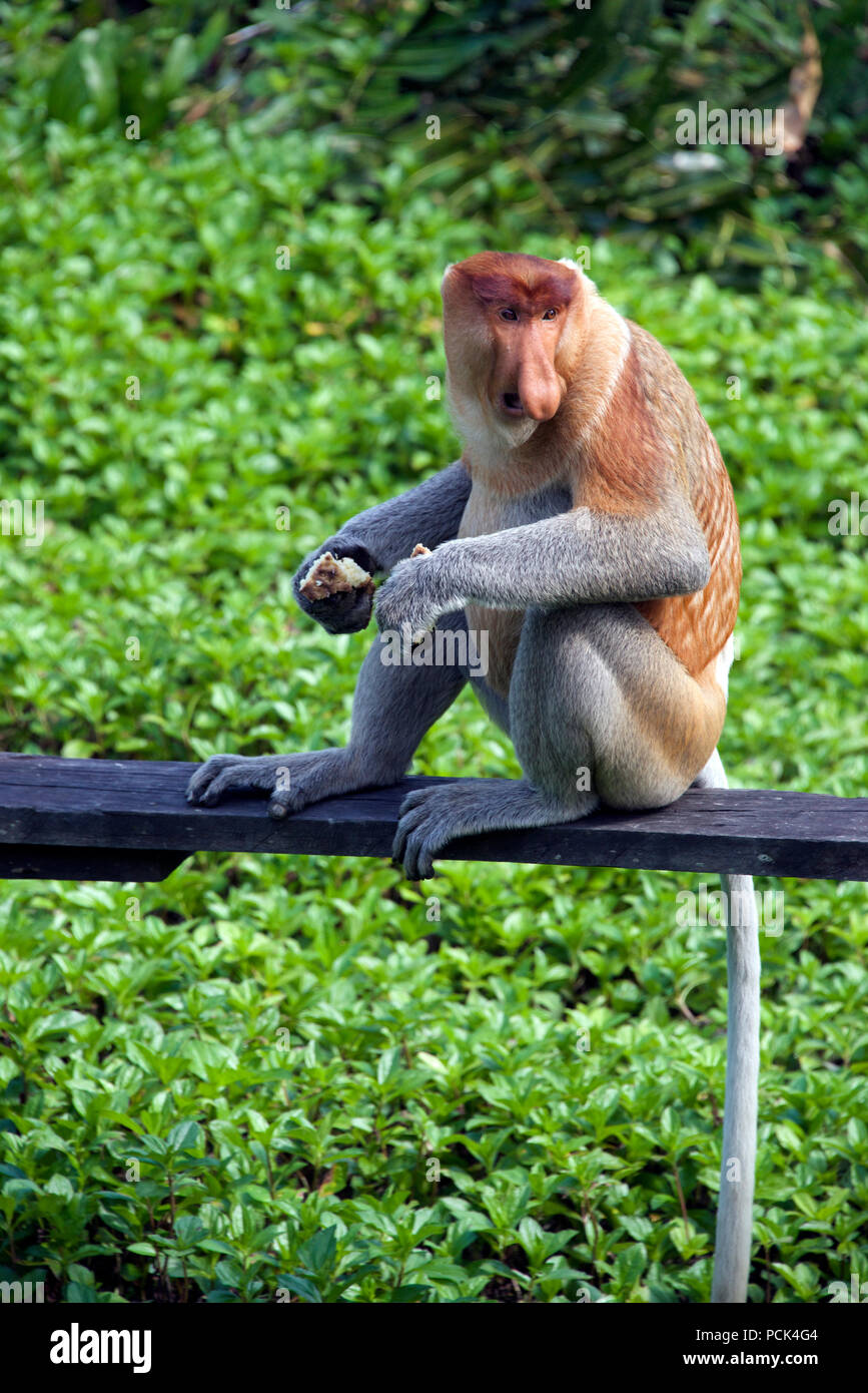 Proboscide monkey Labuk Bay Sabah Borneo malese federazione Foto Stock