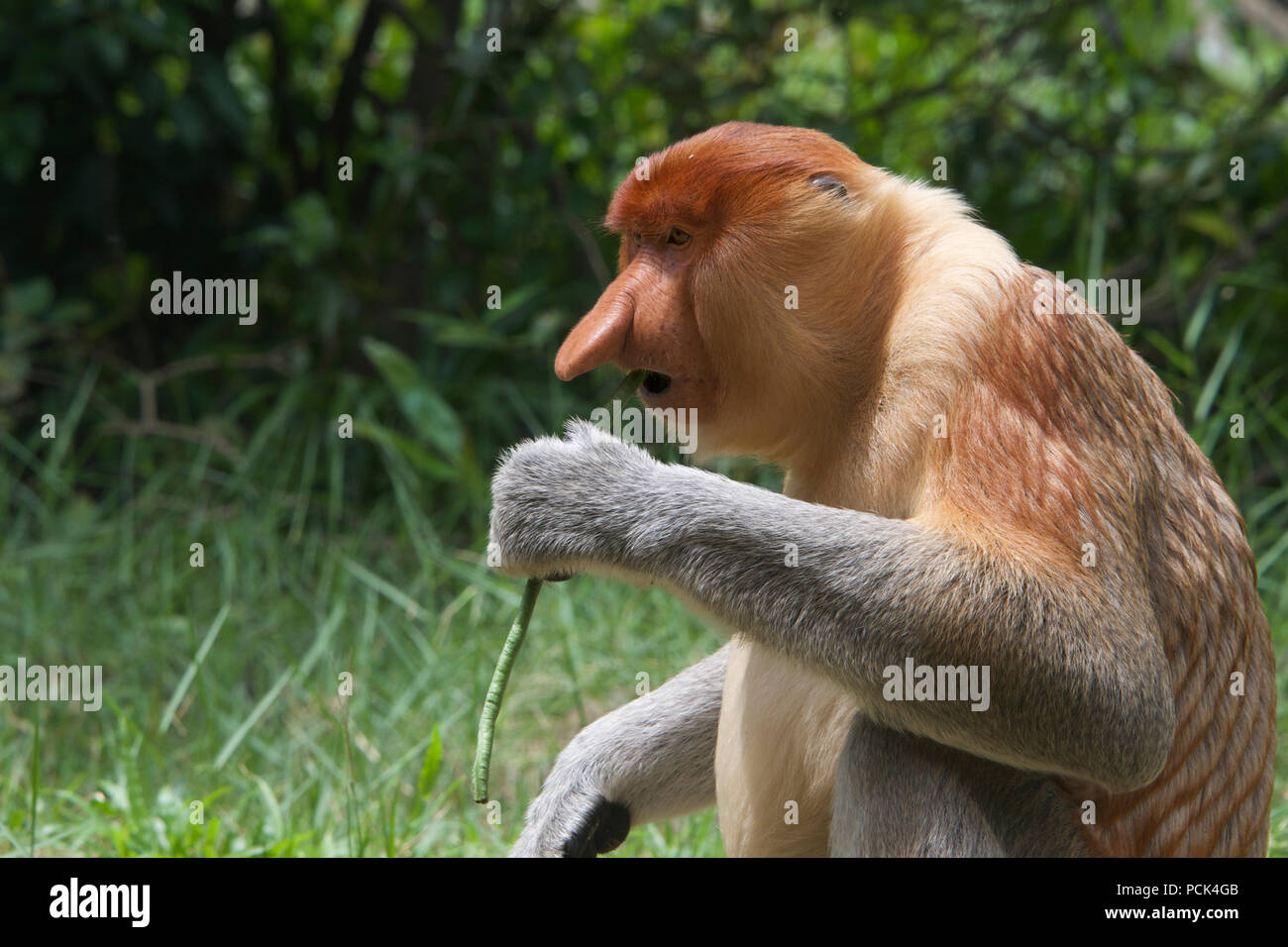 Proboscide monkey mangiare Sabah Borneo malese federazione Foto Stock
