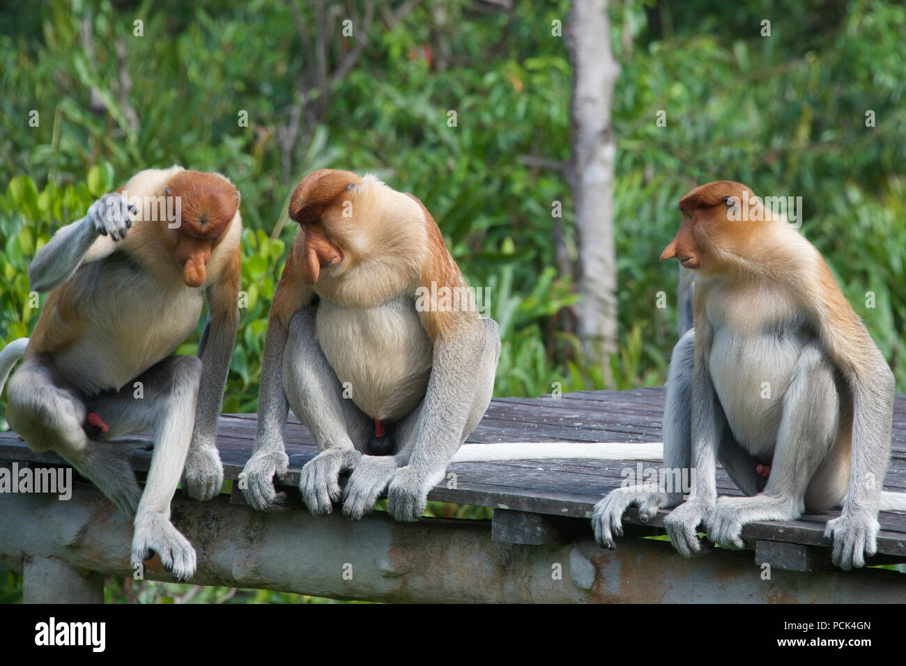 Tre maschi scimmie proboscide Labuk Bay Sabah Borneo malese federazione Foto Stock