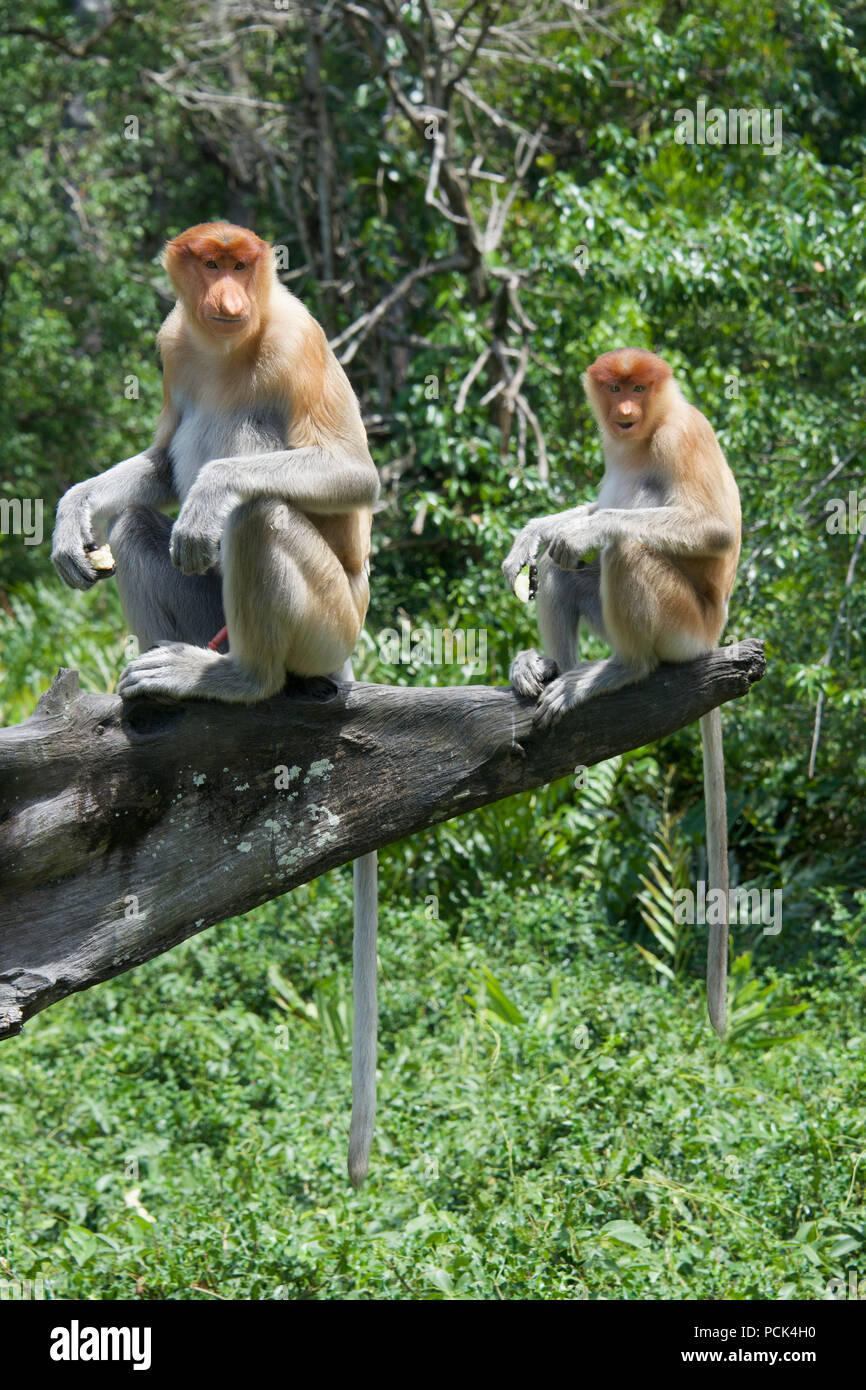 Due scimmie proboscide Labuk Bay Sabah Borneo malese federazione Foto Stock