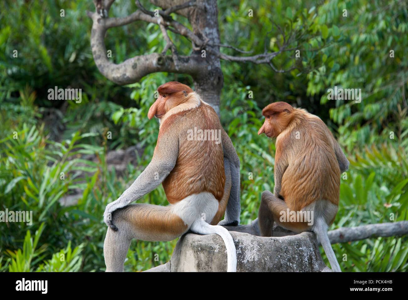 Due proboscide scimmie maschio e femmina Labuk Bay Sabah Borneo malese federazione Foto Stock