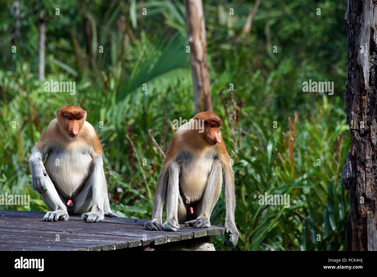 Due maschi giovani scimmie proboscide Labuk Bay Sabah Borneo malese federazione Foto Stock