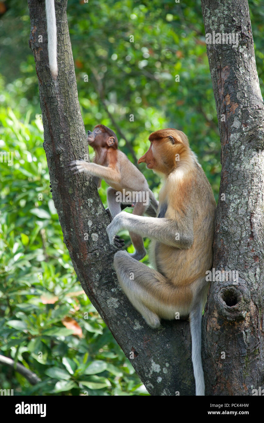 La madre e il giovane proboscide scimmie nella struttura ad albero di Sabah Borneo malese federazione Foto Stock