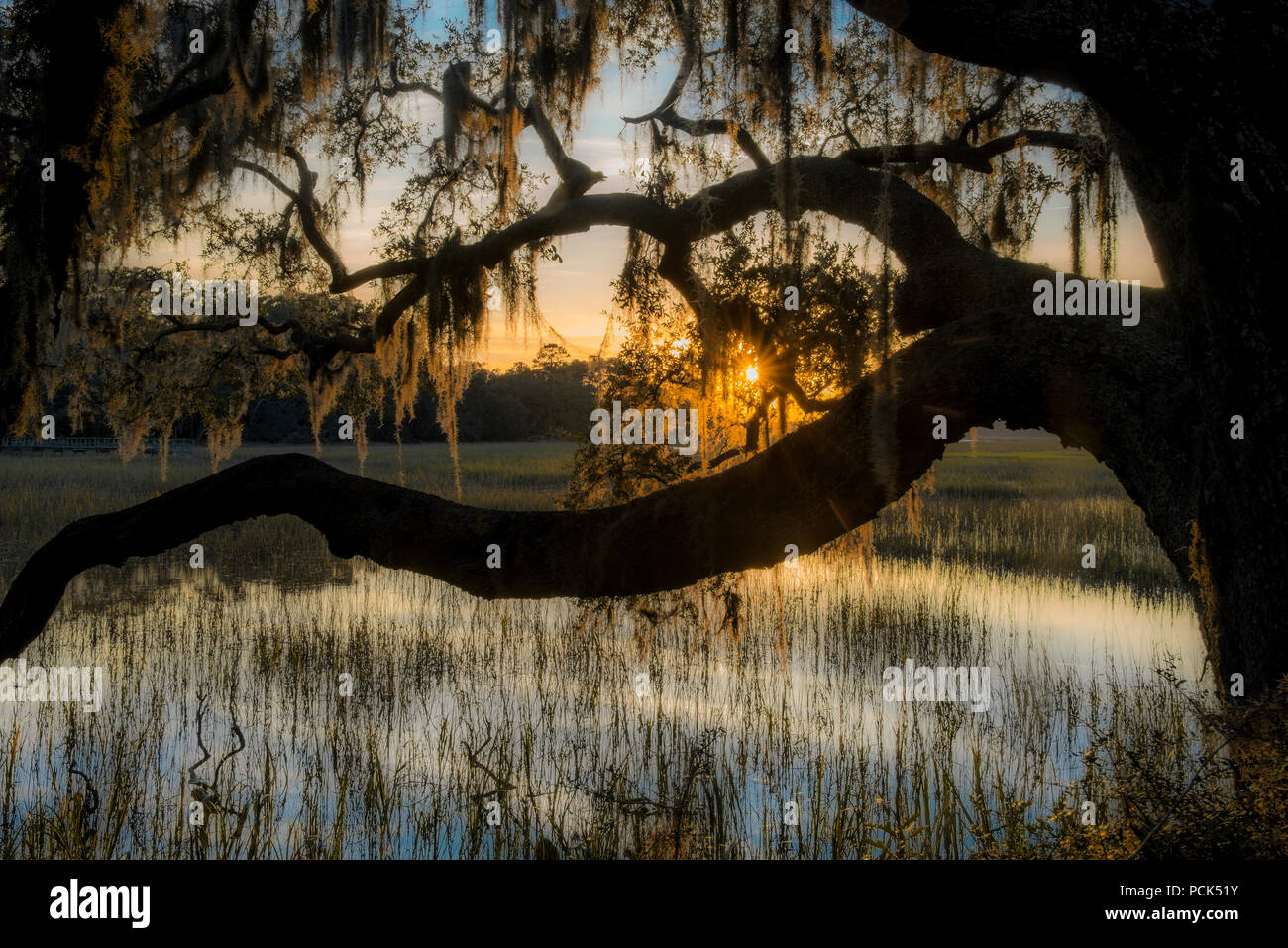 Vivere i tronchi di quercia (Quercus virginiana) e muschio Spagnolo (Tillandsia usneoides), Sunrise, Callawassie Island, SC, Stati Uniti d'America, da Bill Lea/Dembinsky Foto Assoc Foto Stock