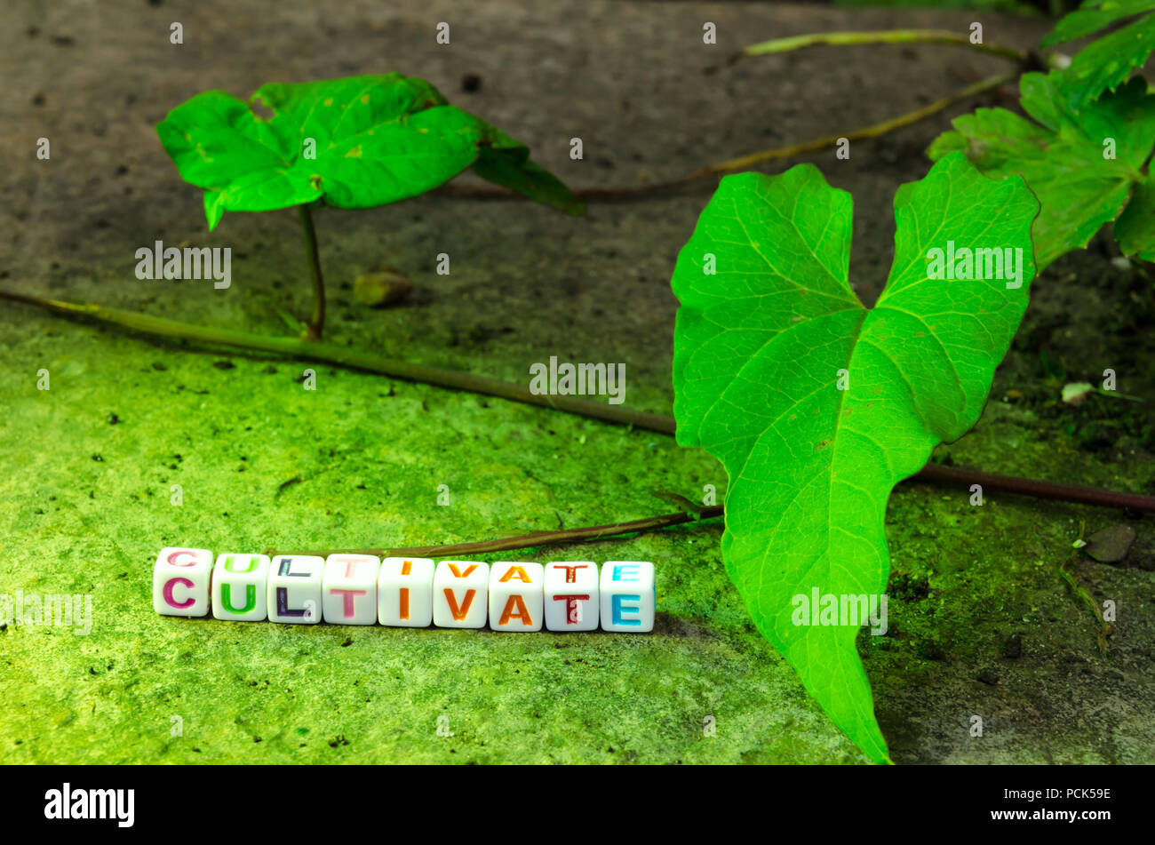 Perline in ordine alfabetico sospeso su un filo ortografia "coltivare" adiacente ad un verde della vigna e impostata su una superficie di pietra Foto Stock