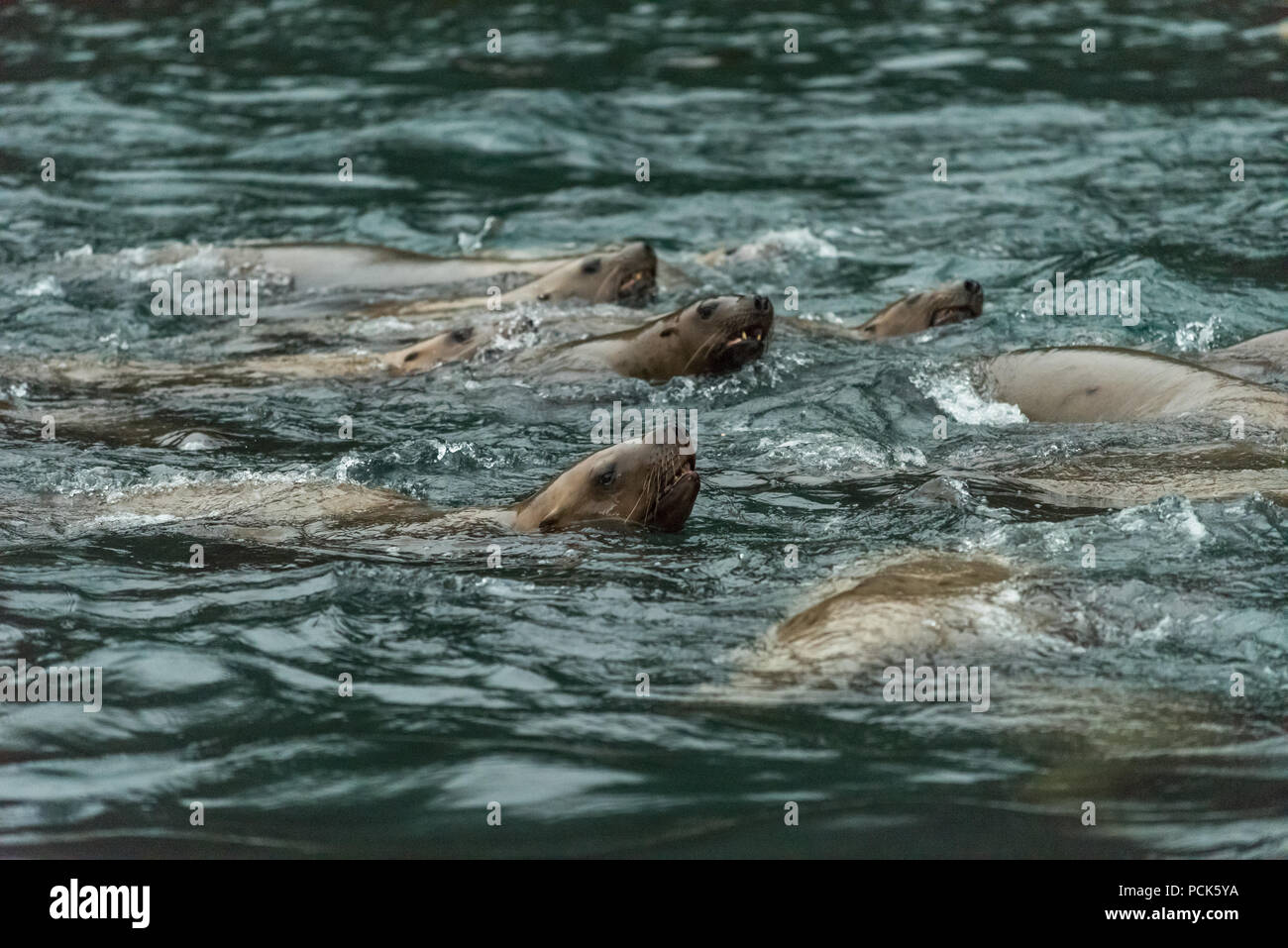 Un gruppo di Steller leoni di mare (Eumetopias jubatus) nuotare nell'oceano al largo della costa di Alaska, Stati Uniti d'America. Foto Stock