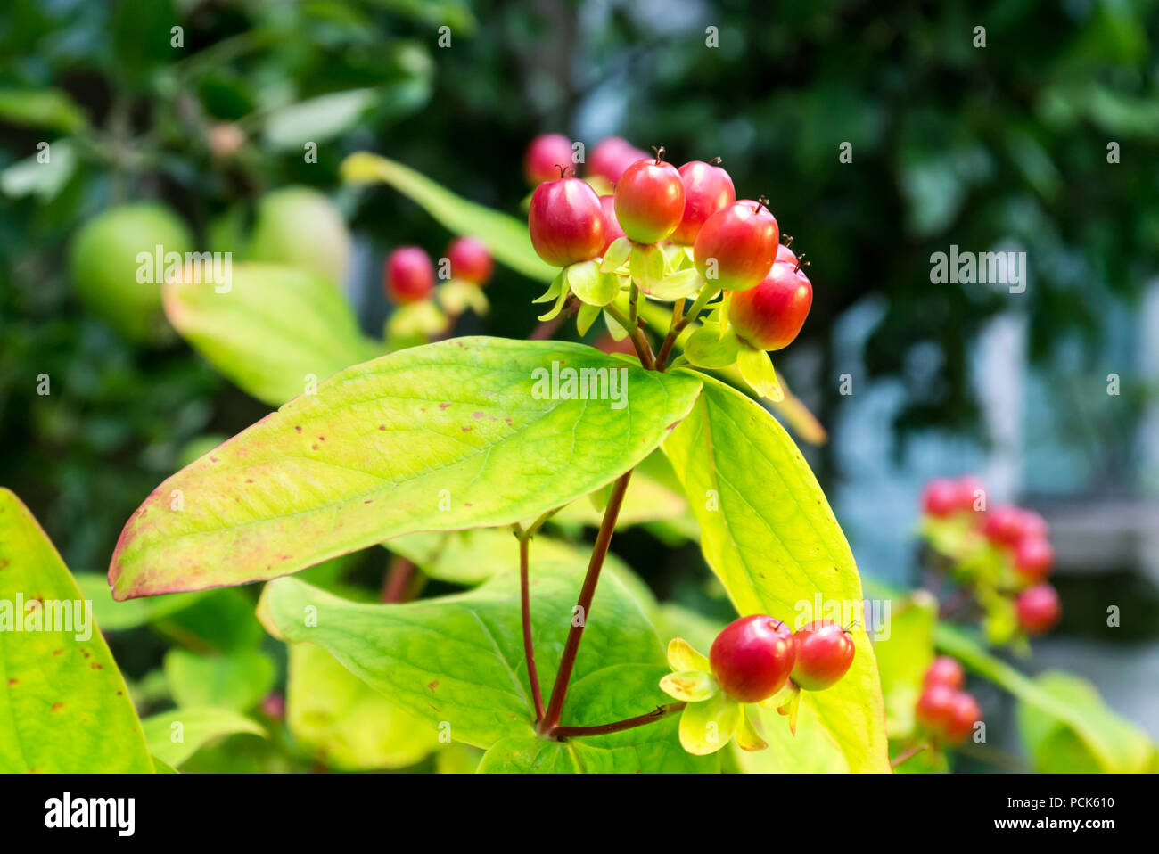 Hypericum 'Magical universo' fiori che crescono in un inglese il giardino interno Foto Stock