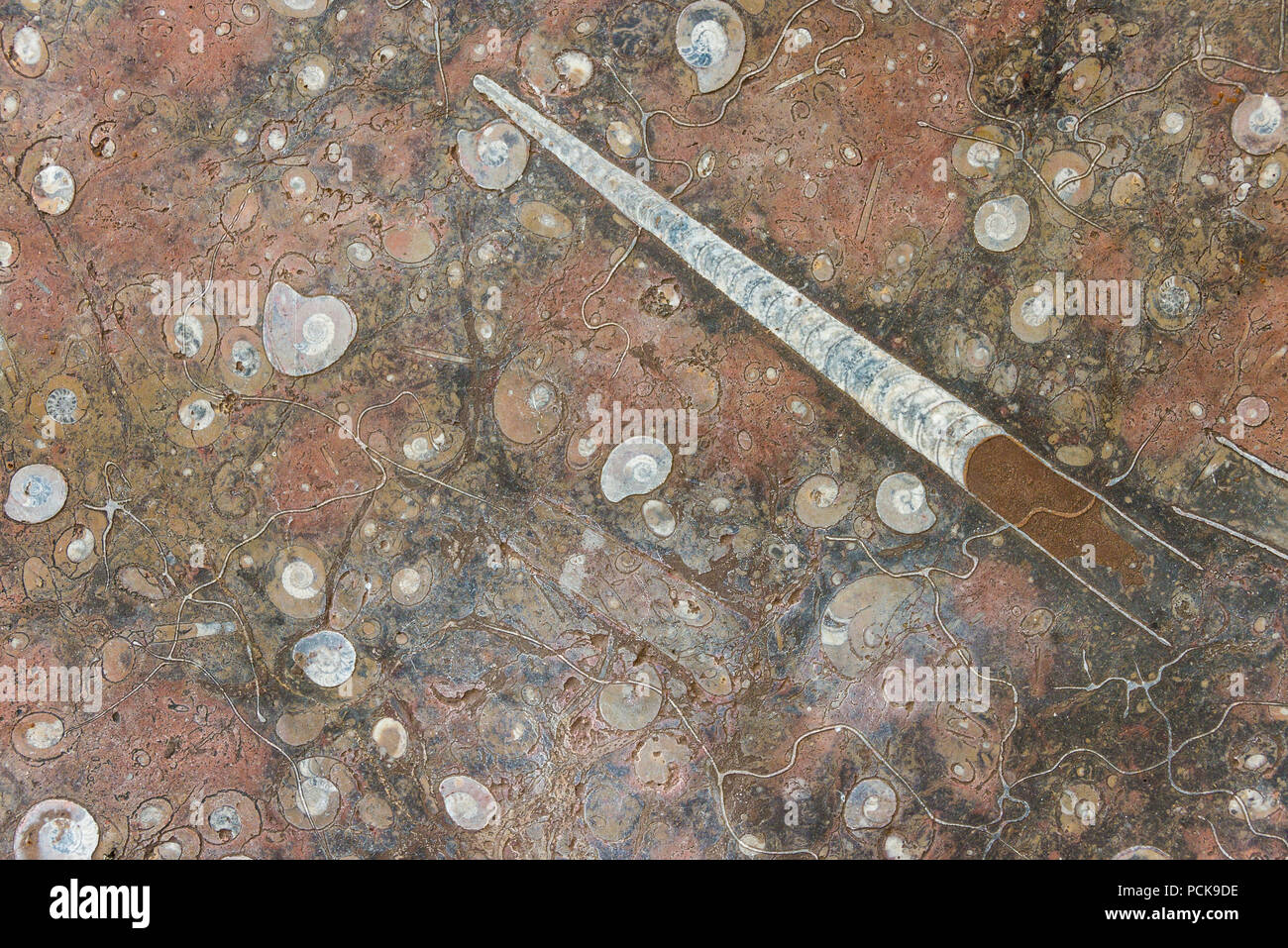 Rosso polishied marino pietra con mineralizzato di fossili come ammoniti e belemnites come closeup Foto Stock