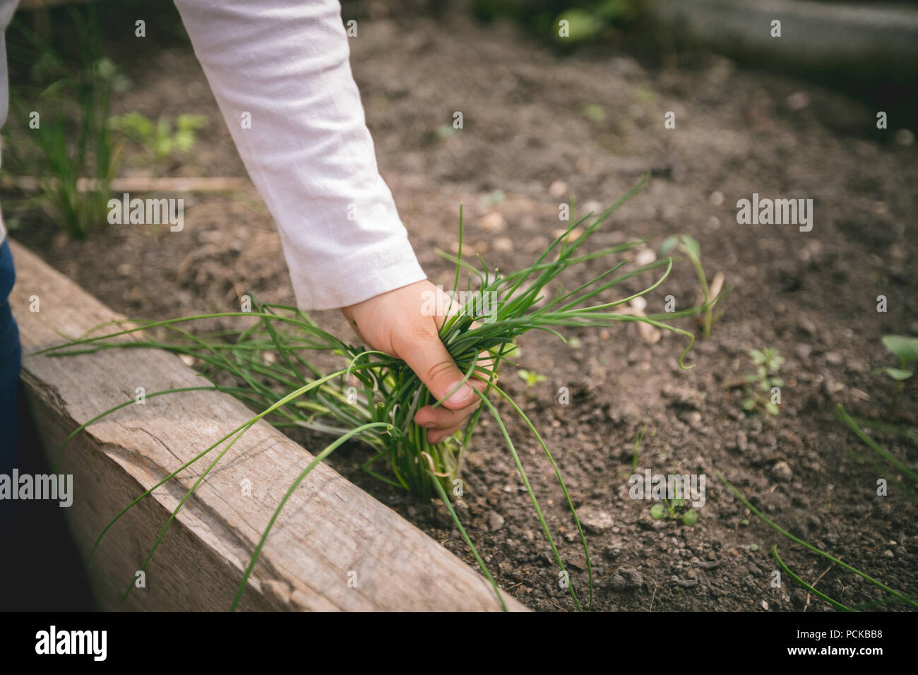 Ragazzo tirando l'erba infestante in serra Foto Stock