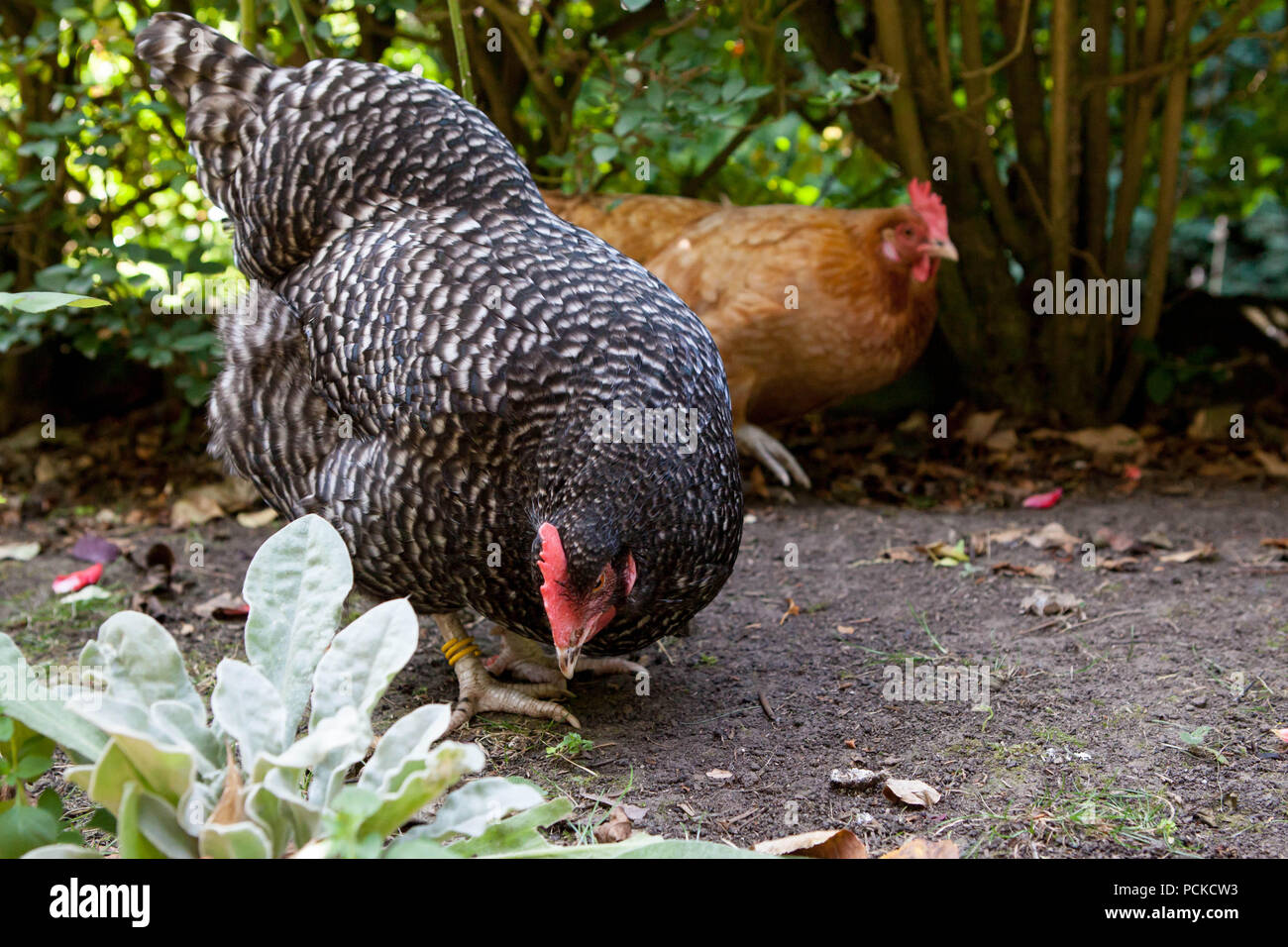 Backyard polli razze ibrido Foto Stock