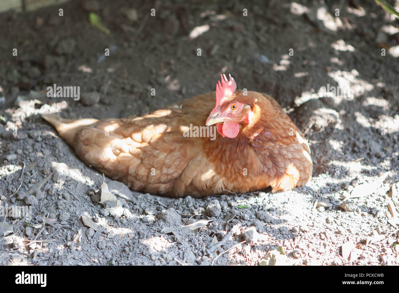 Batteria Gallina polli di salvataggio Foto Stock