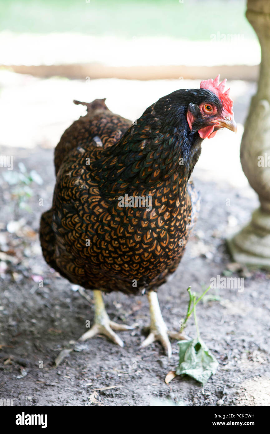 Backyard polli doppia Barnevelder cucita Foto Stock